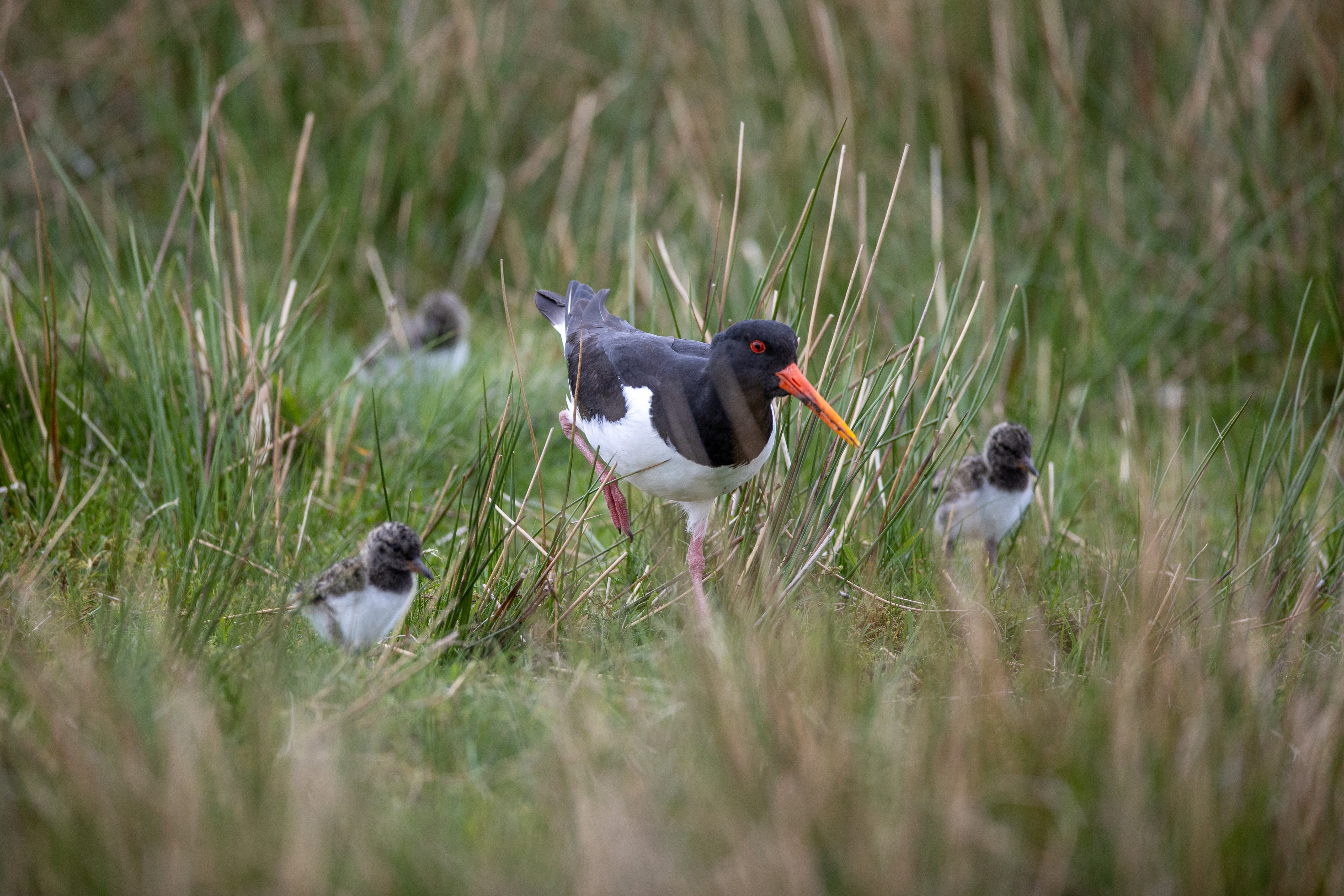 Adult oystercatcher with orange beak and chicks in tall grass