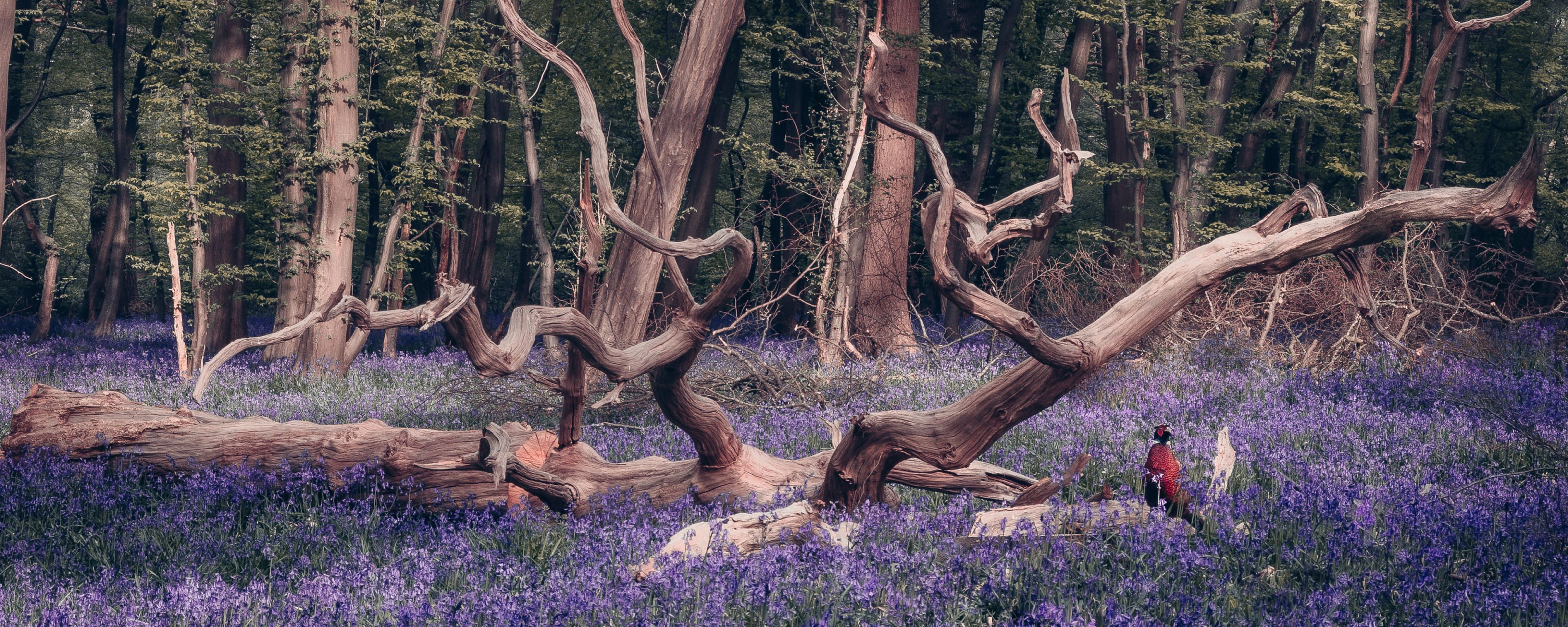 Fallen gnarled tree trunk in vibrant purple bluebell woodland field