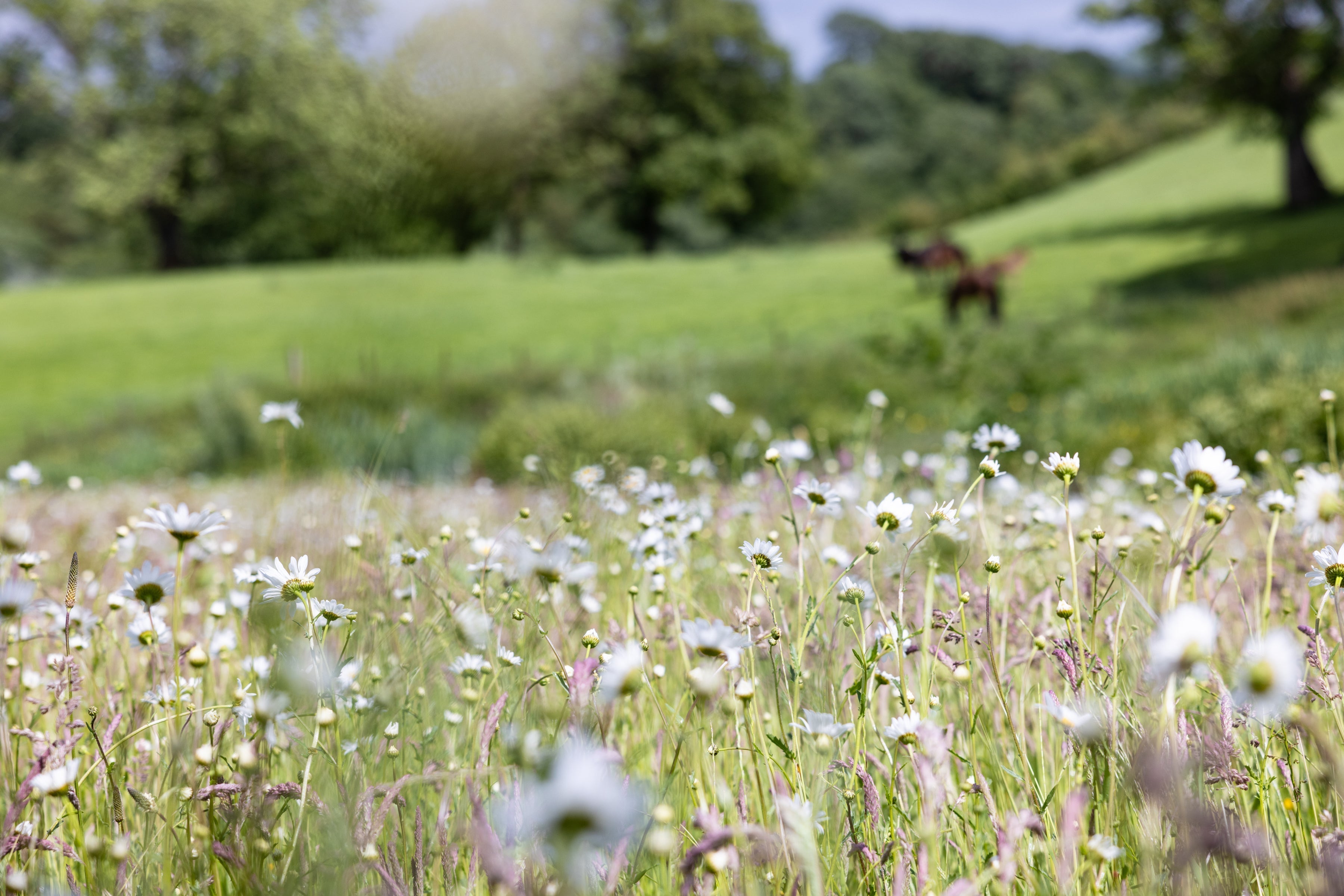 Finalists unveiled for the 2026 Schöffel Countryside Awards