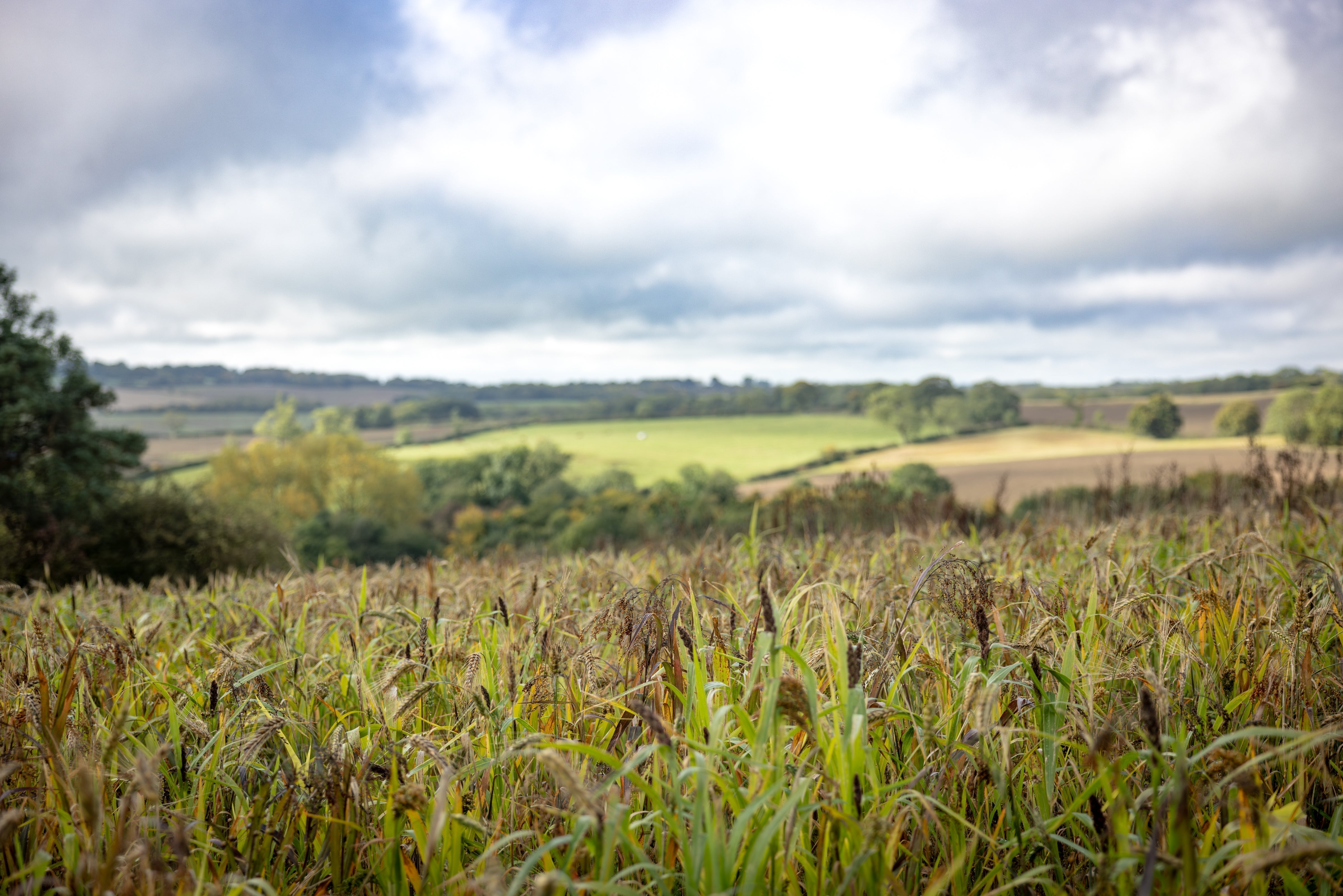 Golden wheat stalks sway in sunlit field for Schoffel Countryside Awards judges.
