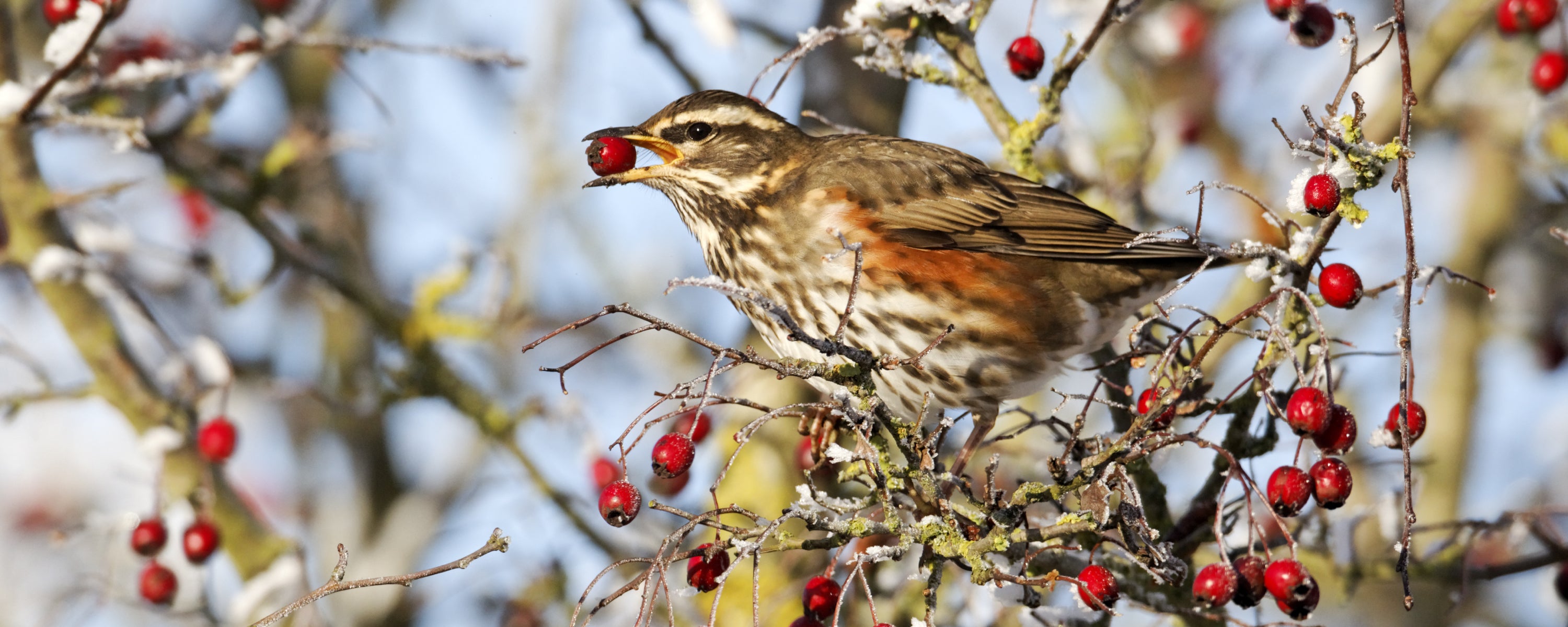 Brown and white speckled bird with red berry in beak, GWCT Big Farmland Bird Count