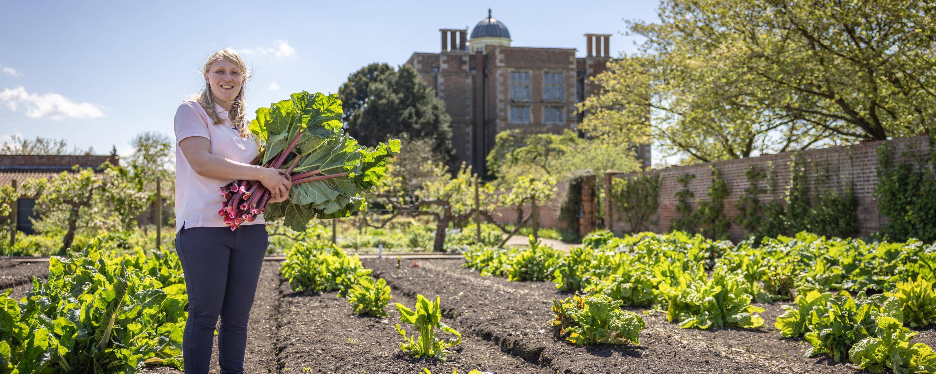 Kitchen gardener smiling with fresh red rhubarb stalks and green leaves