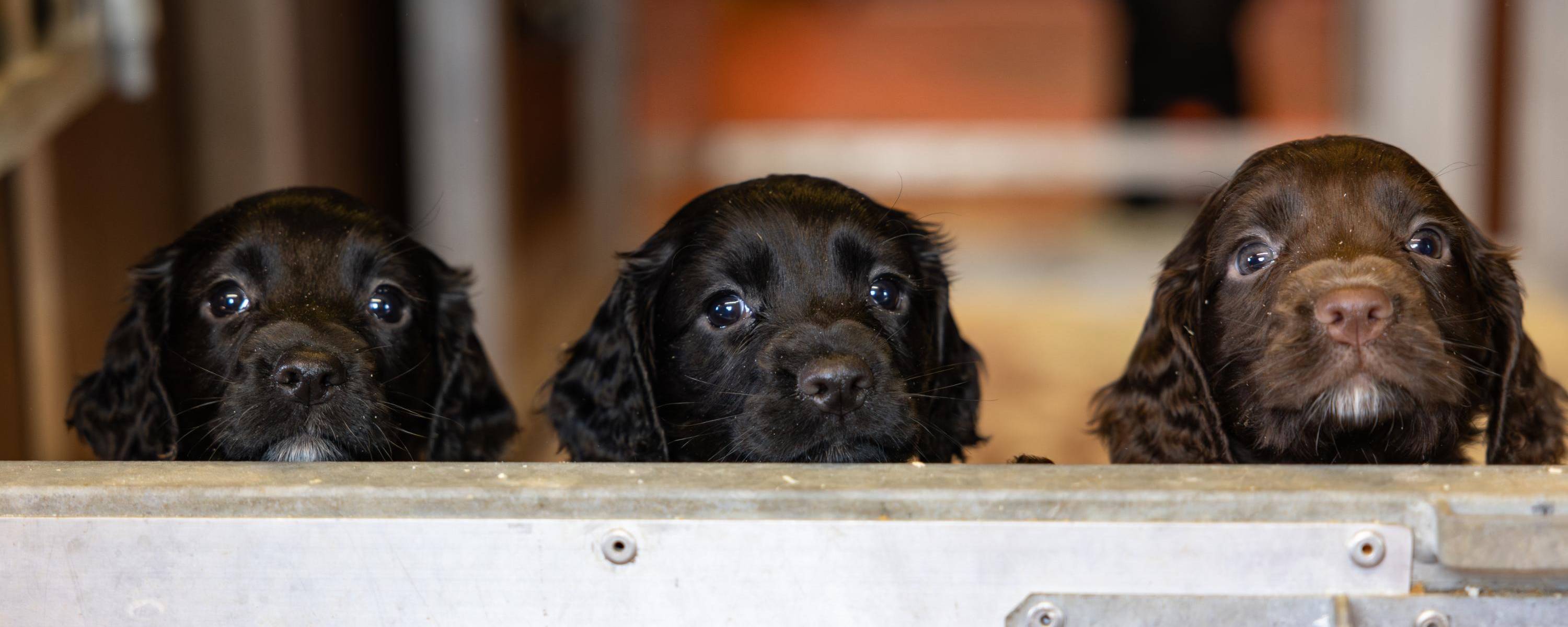 Three black English Springer Spaniel puppies peeking over surface