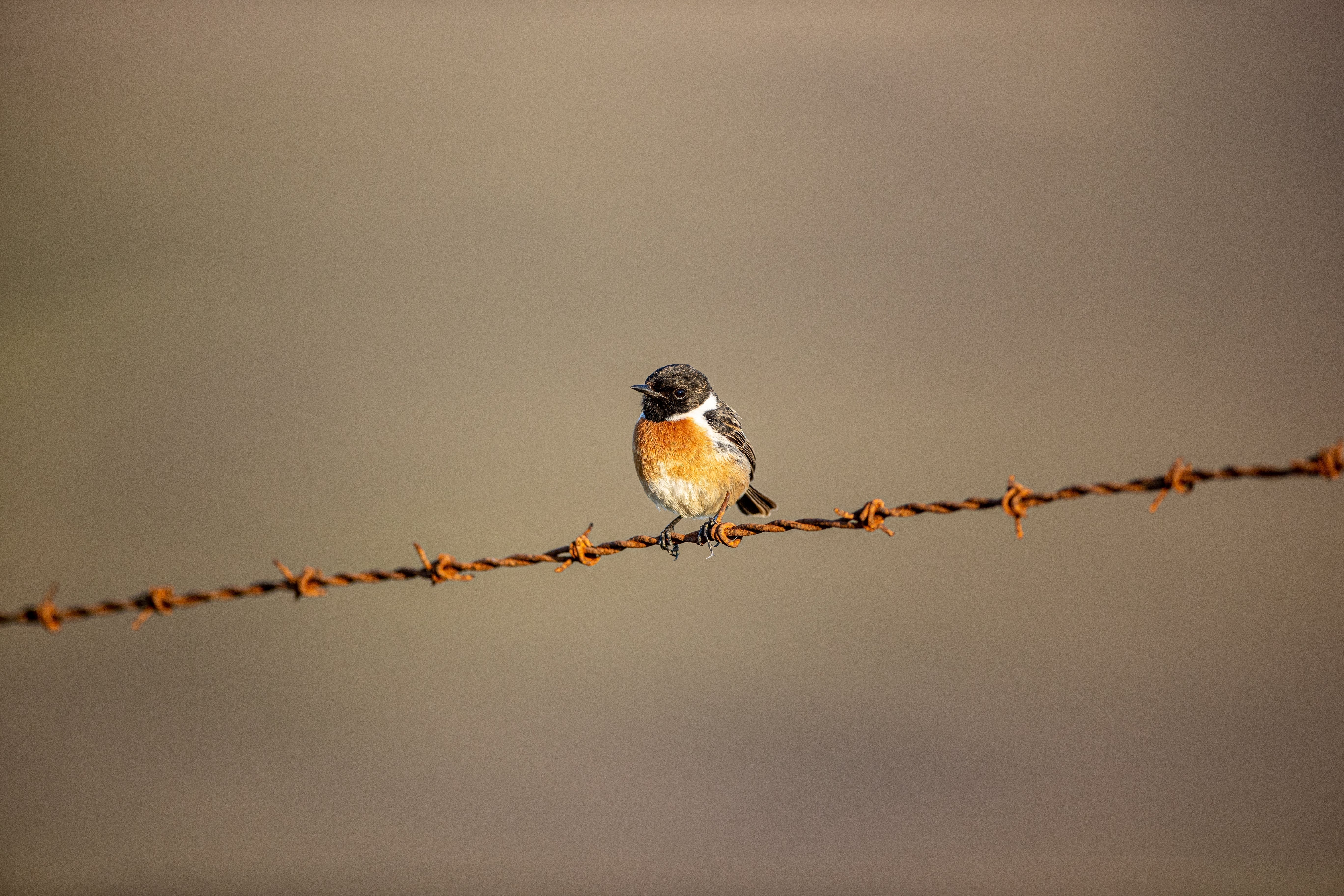 Small bird with black head on rusted barbed wire, aiding shooting focus