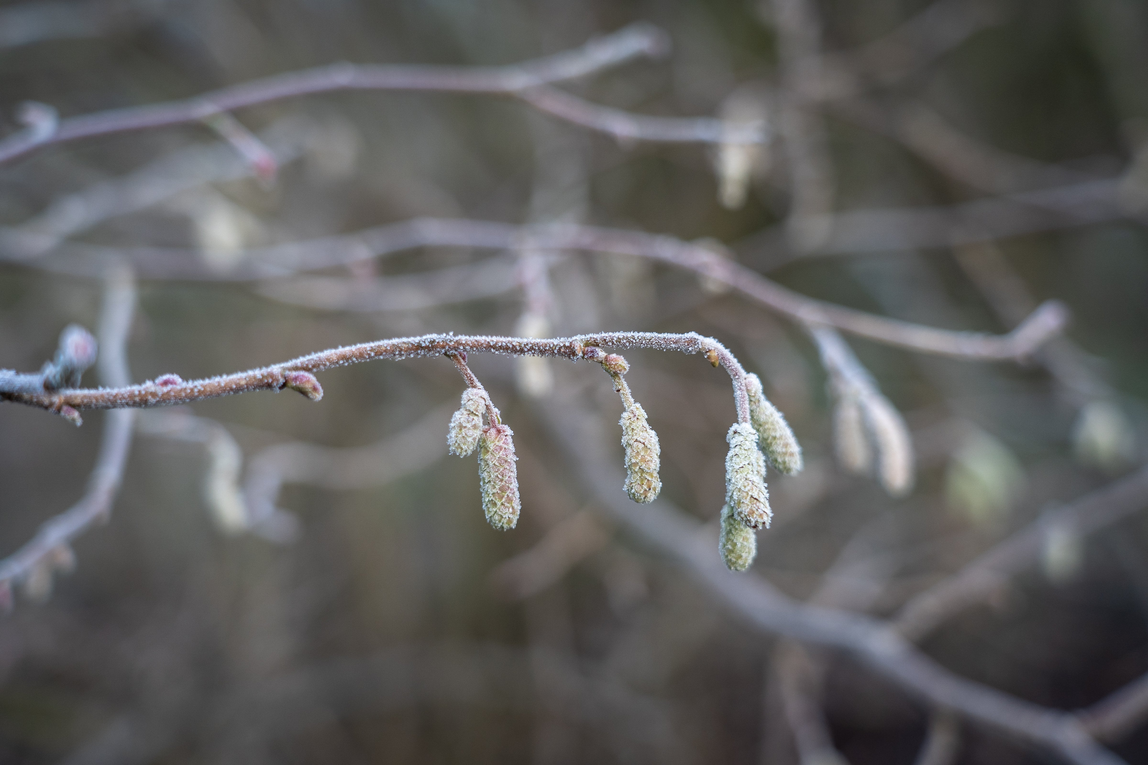 Frost-dusted green catkins on slender branch in The Ruralist 2025 highlights