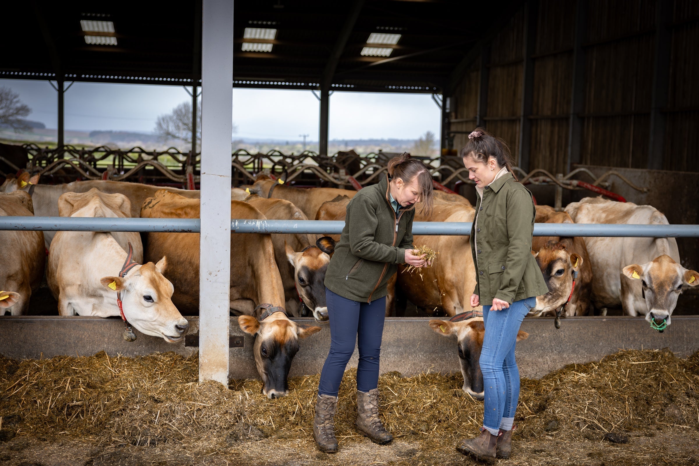 Episode 1: Milk – behind the scenes on a dairy farm