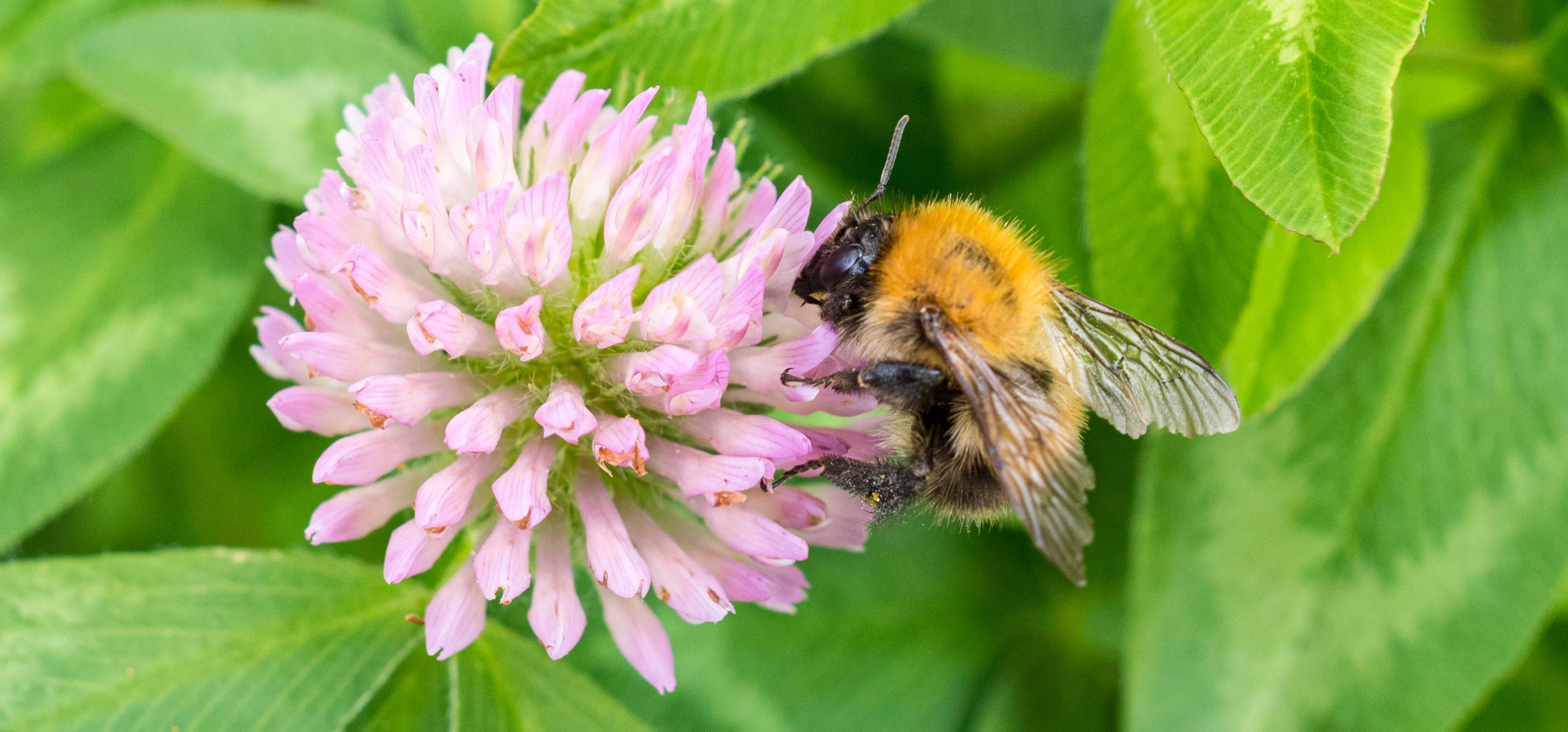 Fuzzy bumblebee on pink clover flower helps pollinators