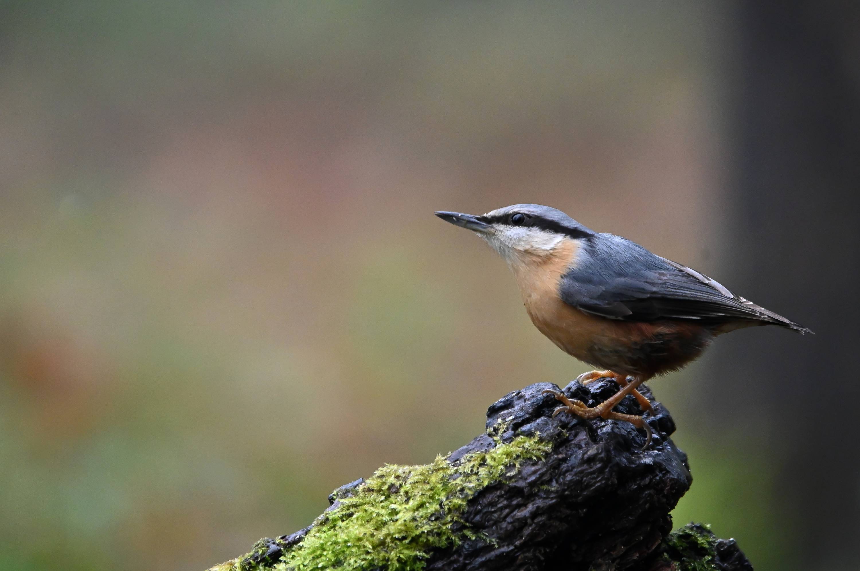 Small nuthatch on mossy bark in Big Farmland Bird Count 2026