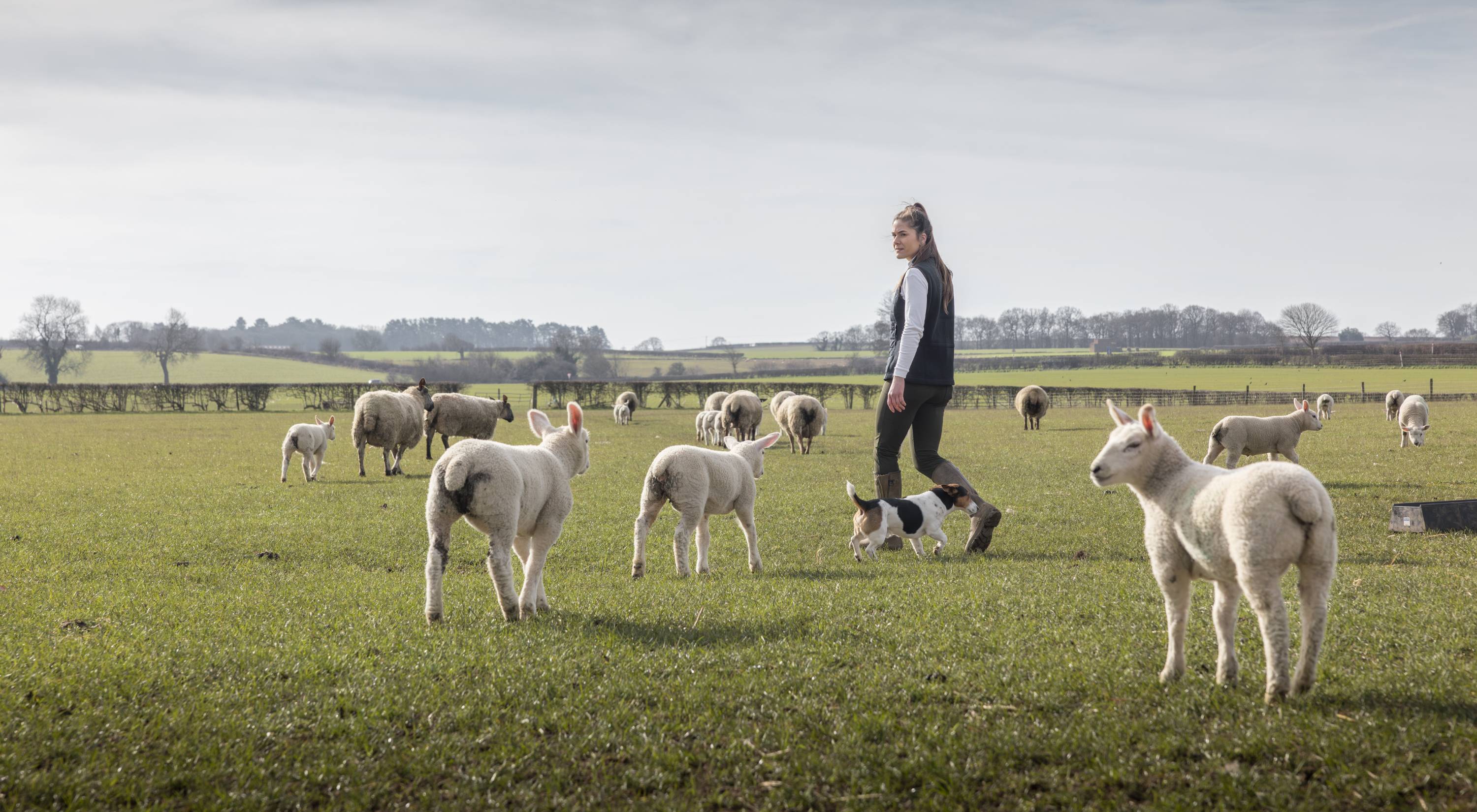 An image of a woman standing in a field with sheep.