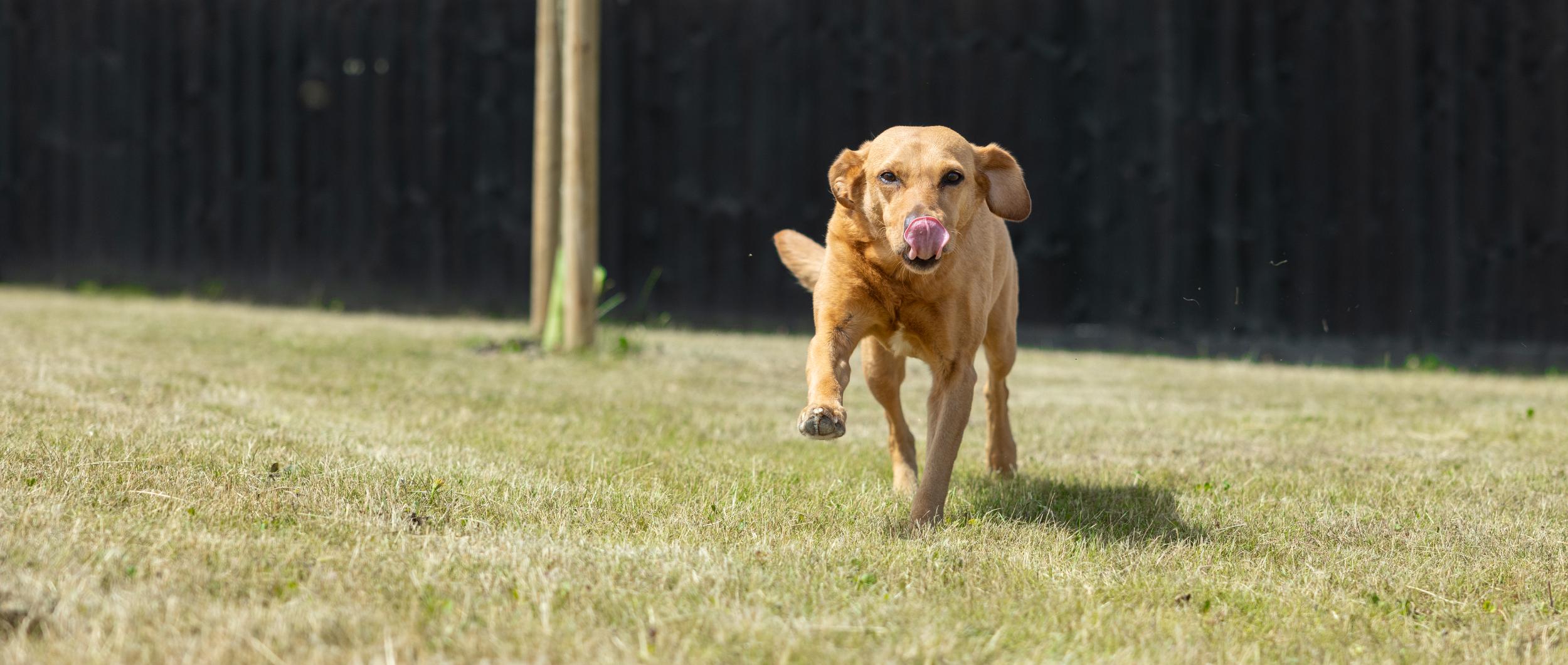 Golden labrador with floppy ears running happily in sunlit field during Ben Randall recall training