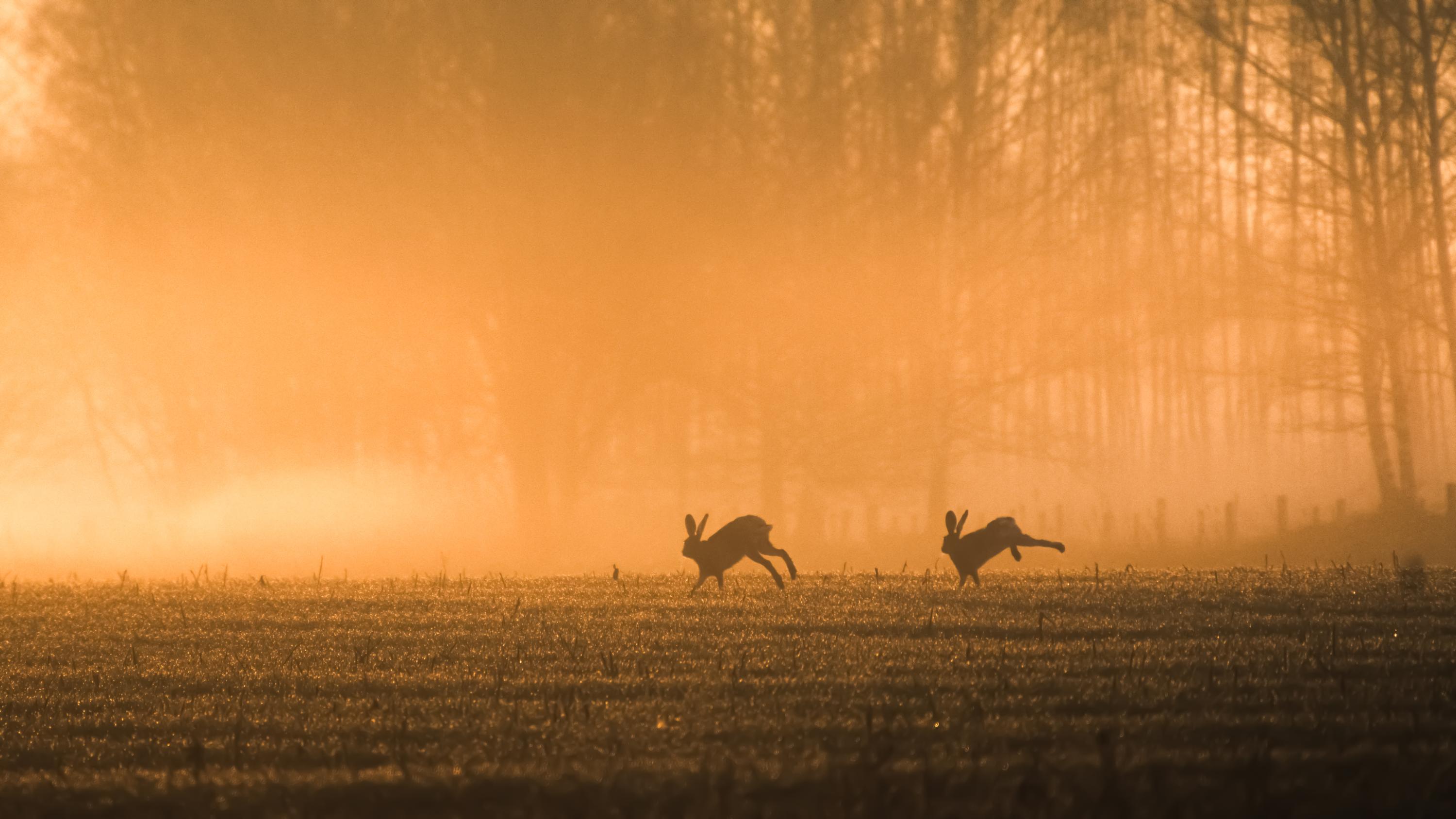 Two brown rabbits leaping across misty dawn field in nature
