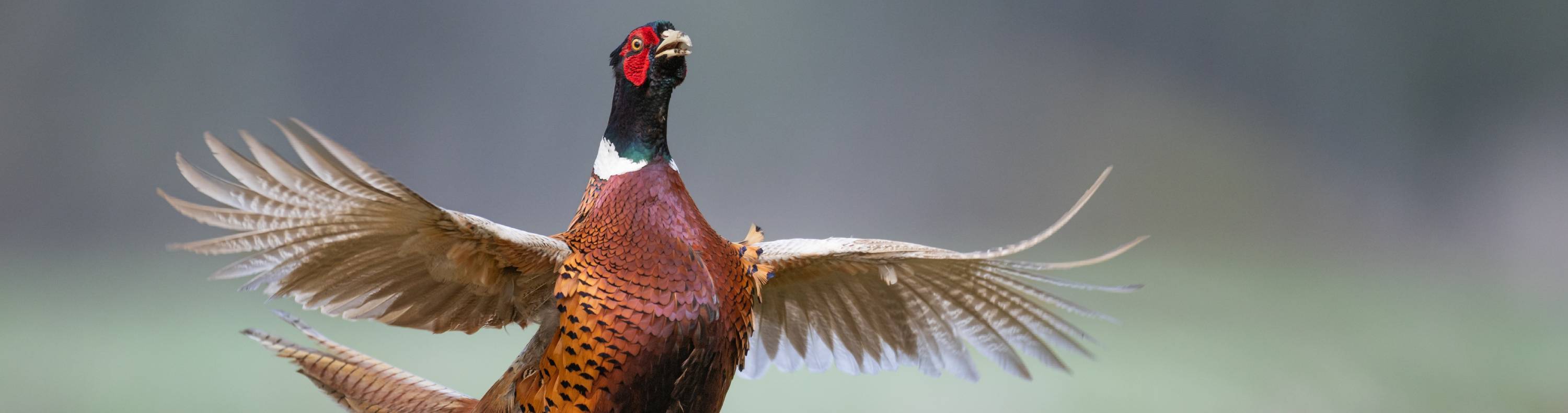 Vibrant male pheasant in flight with iridescent bronze feathers and red face