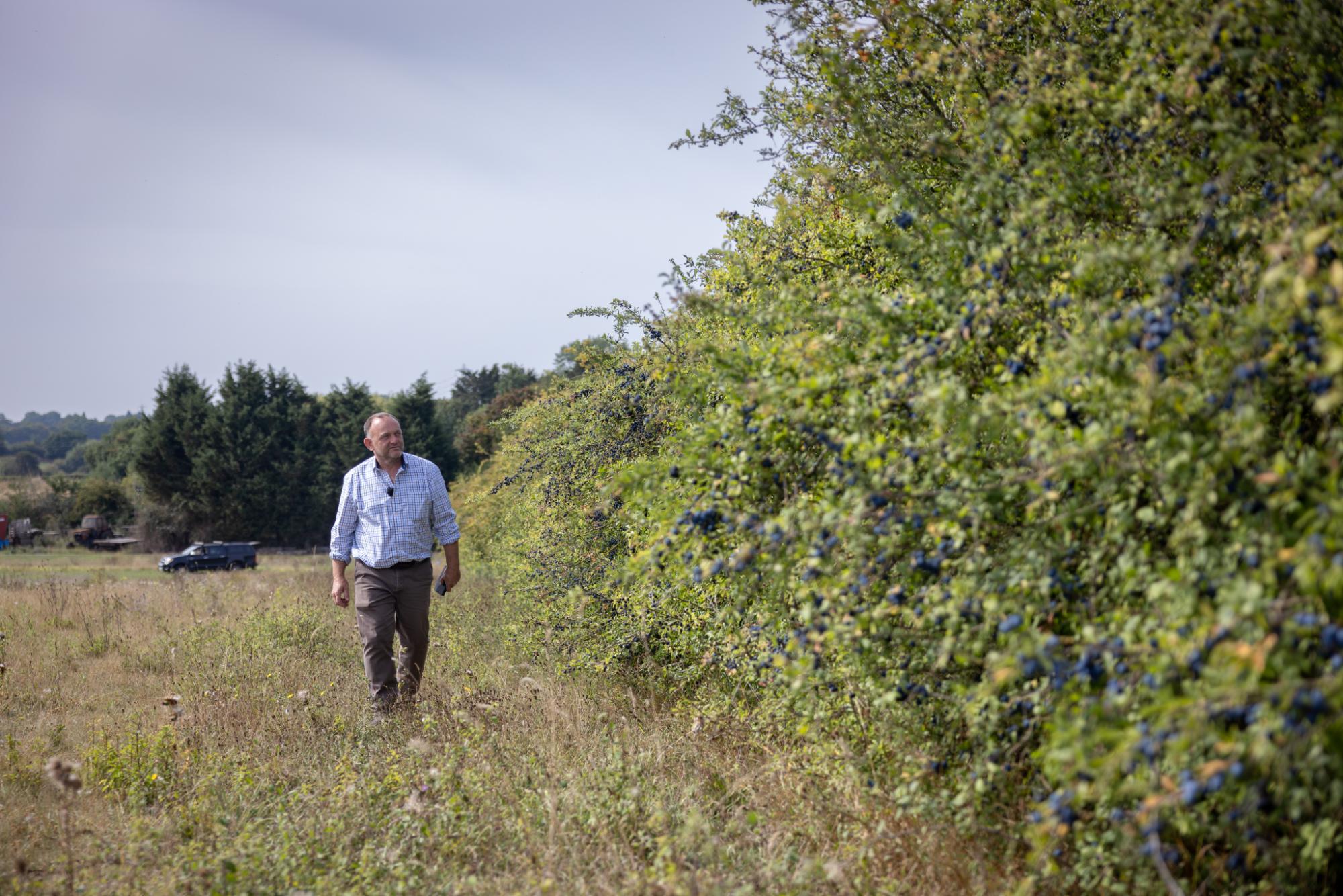 Man in Schoffel checkered shirt walks through tall grass by purple berries