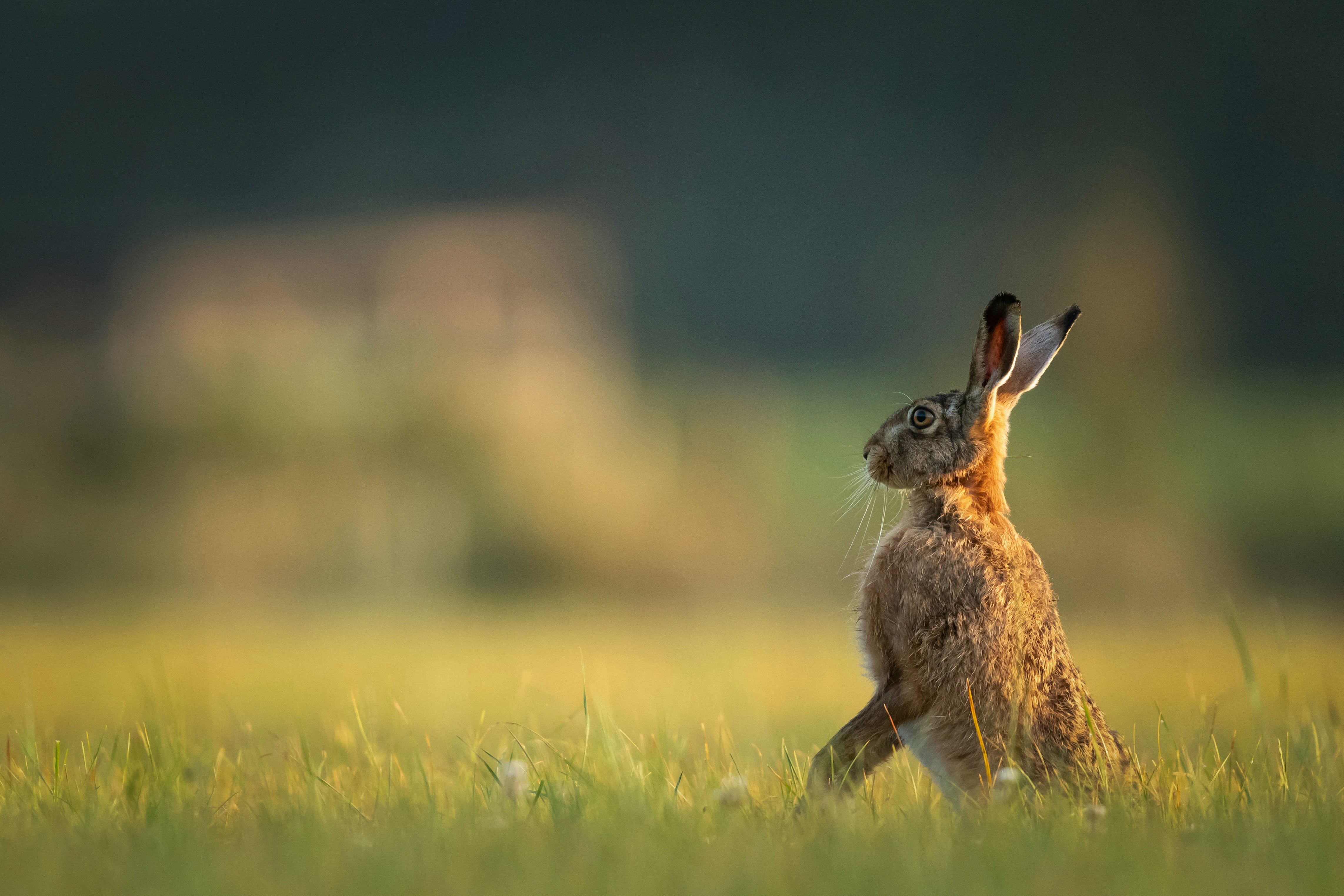 Alert brown hare with upright ears in sunlit field supports wildlife-friendly farming