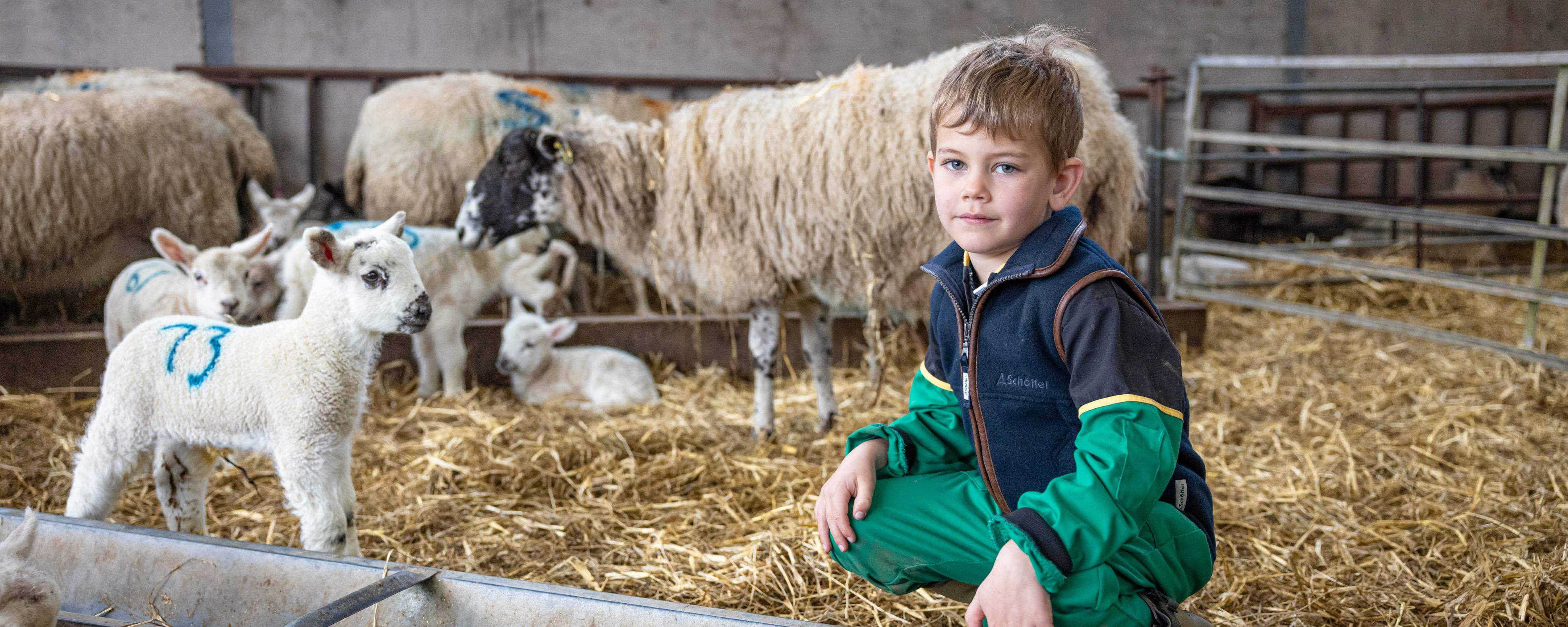 Young boy in green navy jacket sits on straw with sheep at Lowlands Farm