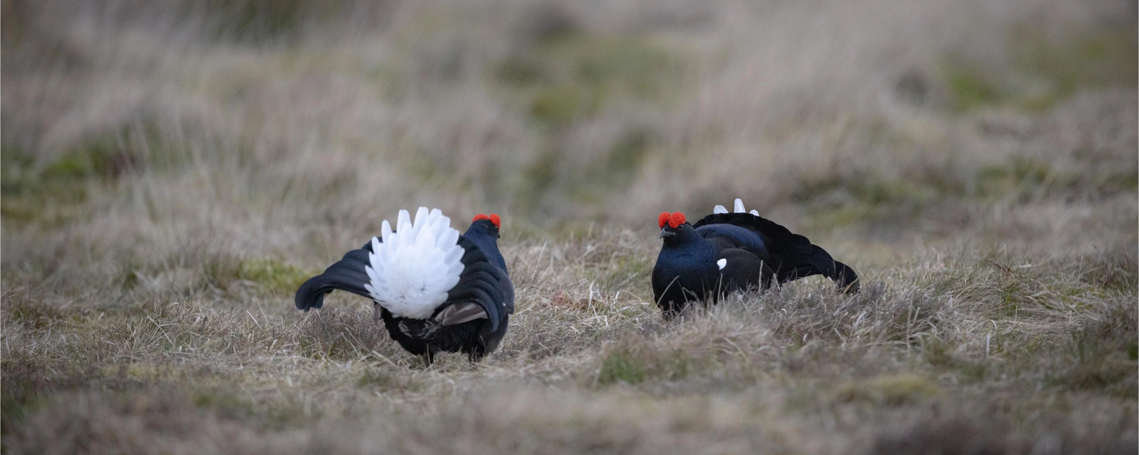 Black male black grouse with white crest and red crown at lek