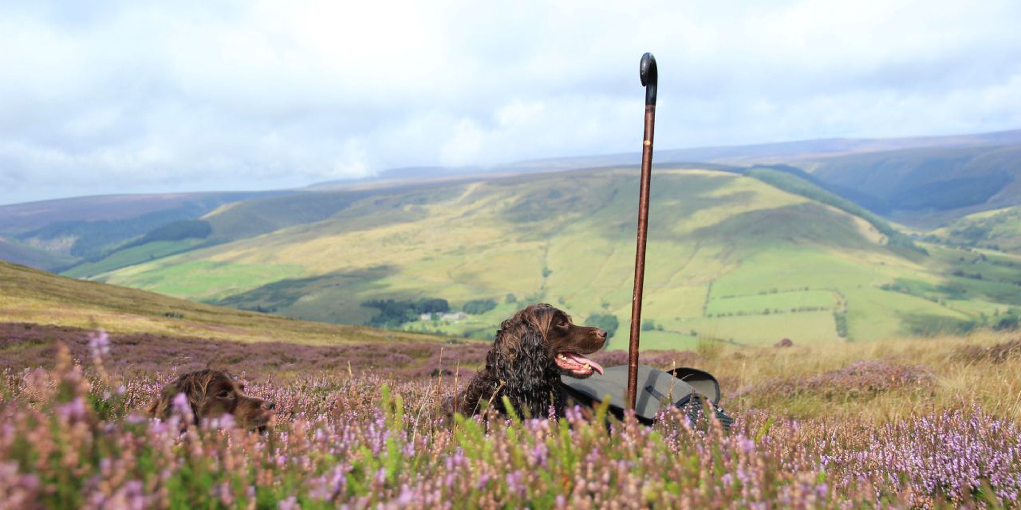 Wet brown hunting dog with floppy ears sits in purple heather field for grouse shooting