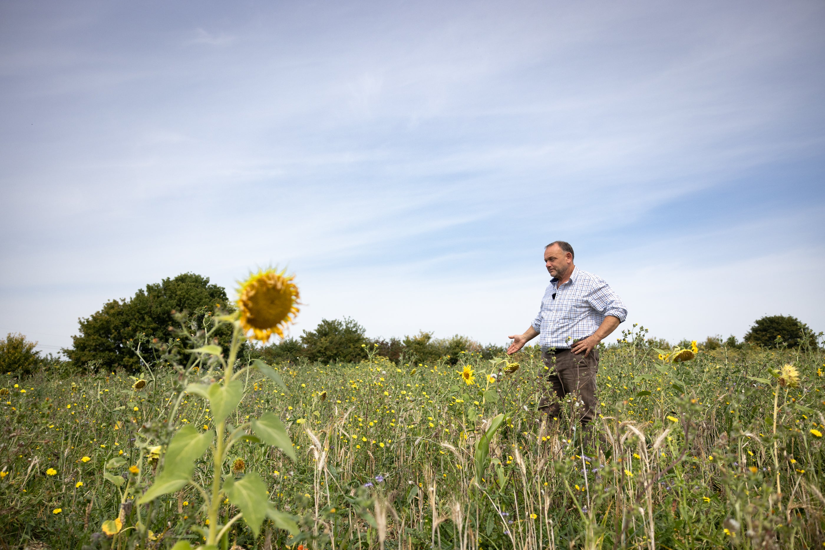 Man standing in a field of sunflowers and wildflowers under a clear blue sky.