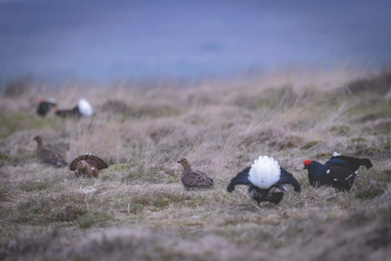 A group of male and female birds in grassland.