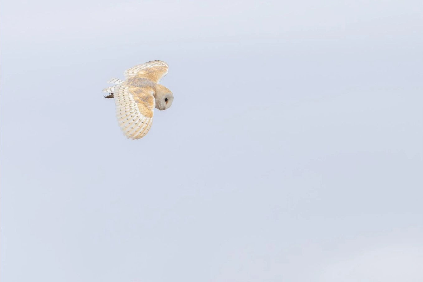 A flying barn owl.