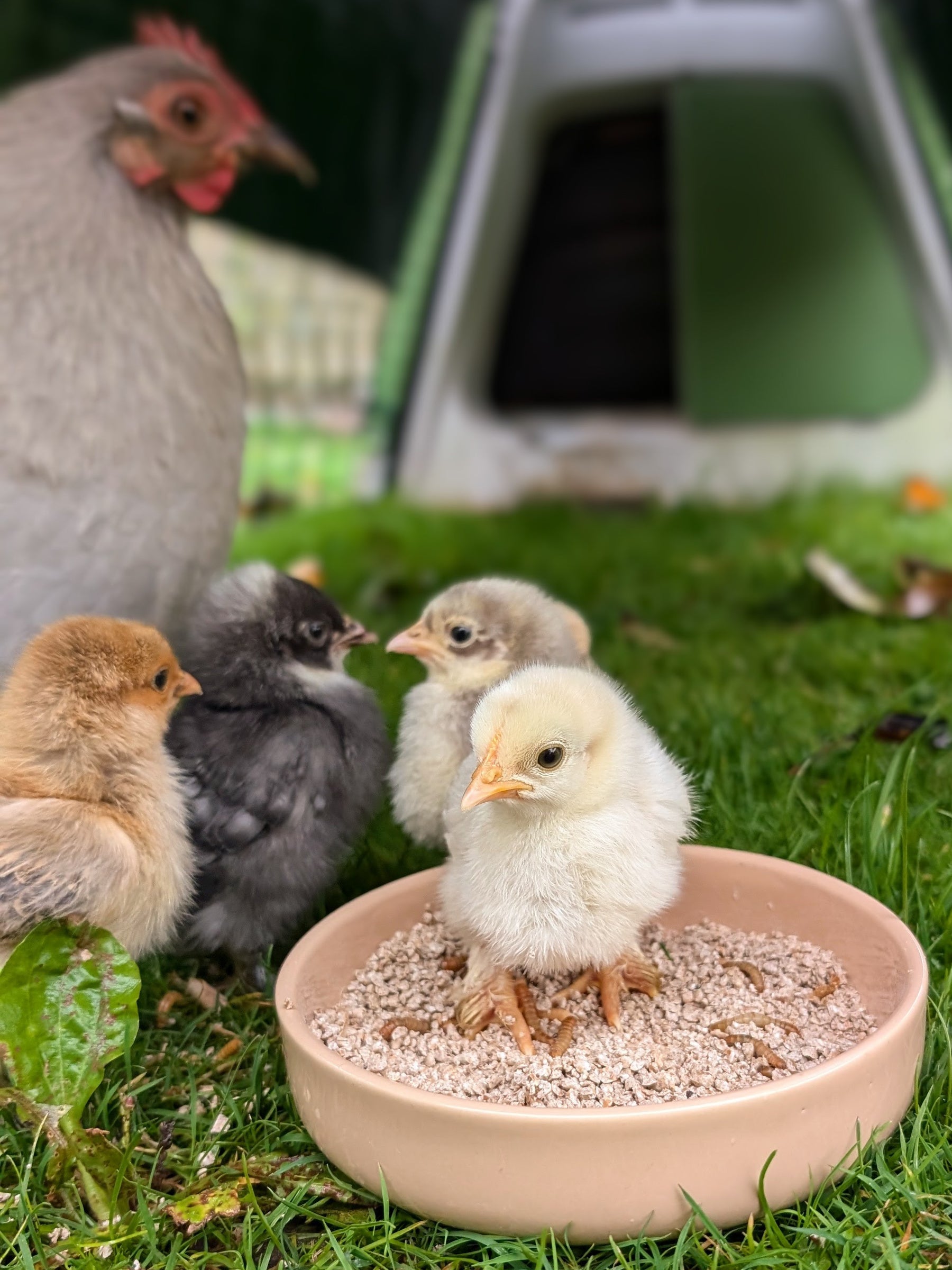 Chickens and chicks around a bowl of food on grass