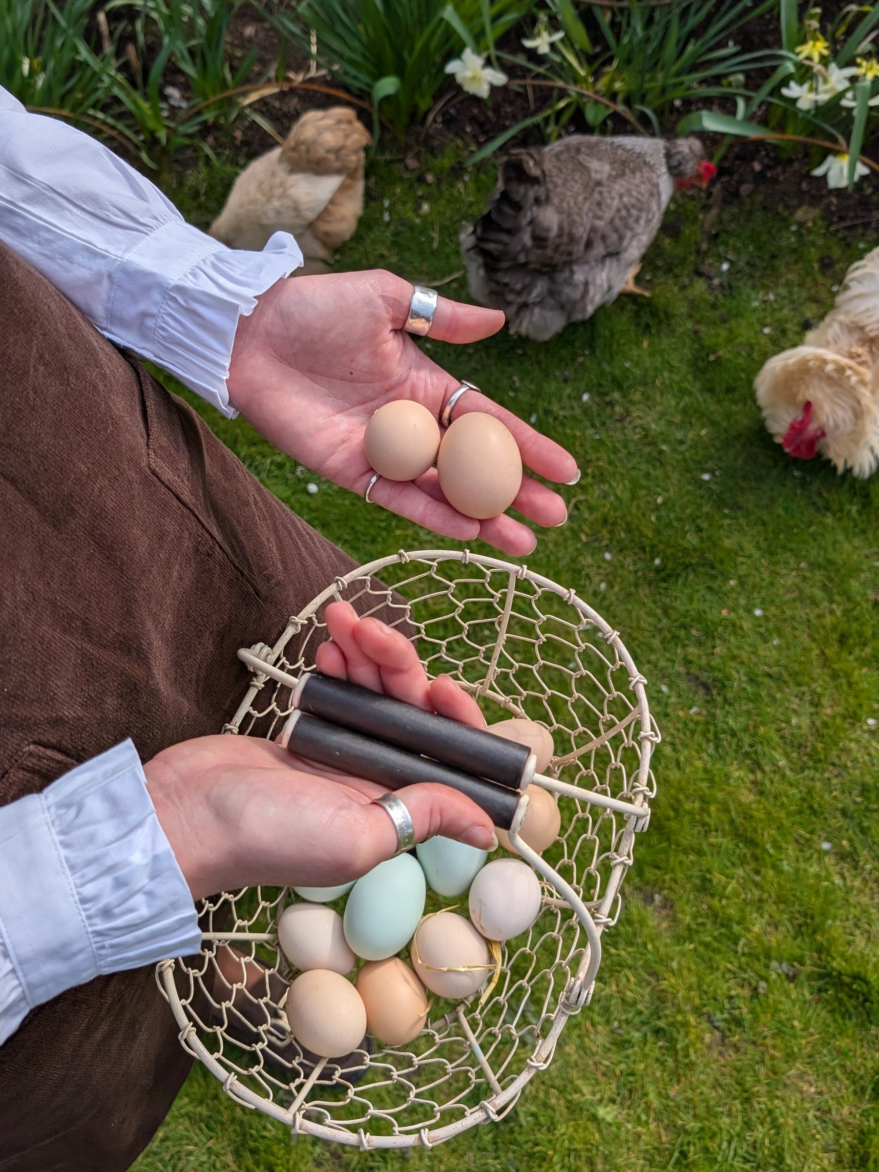 Person holding eggs with chickens in the background
