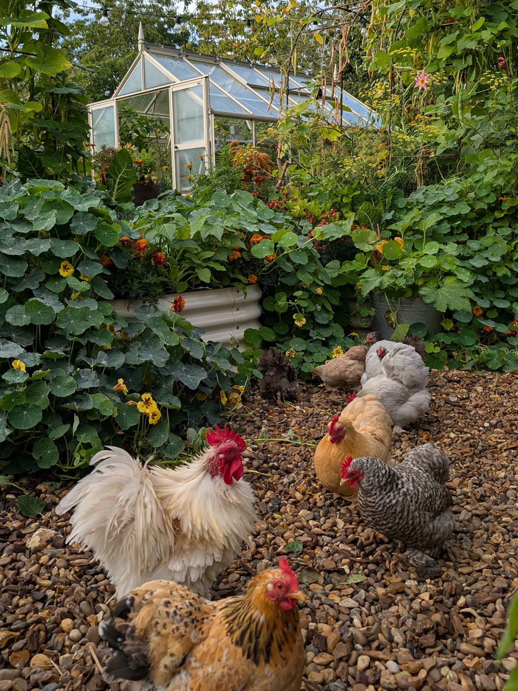 Chickens in a garden with a greenhouse in the background