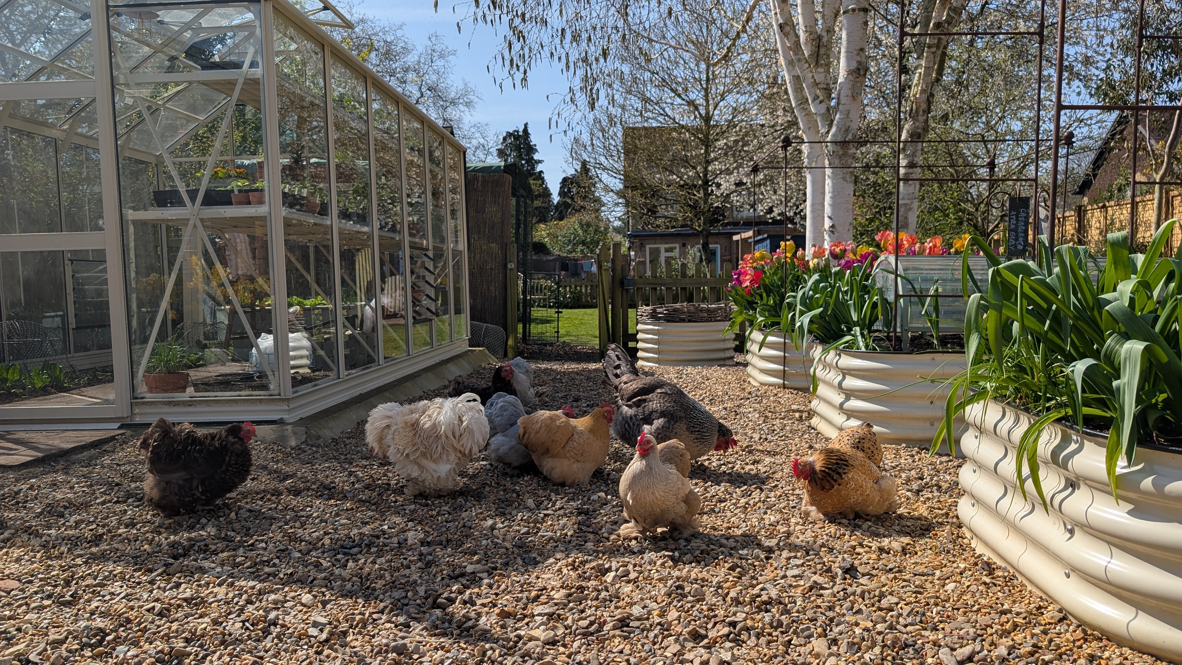 Chickens in a garden with raised beds and a greenhouse in the background