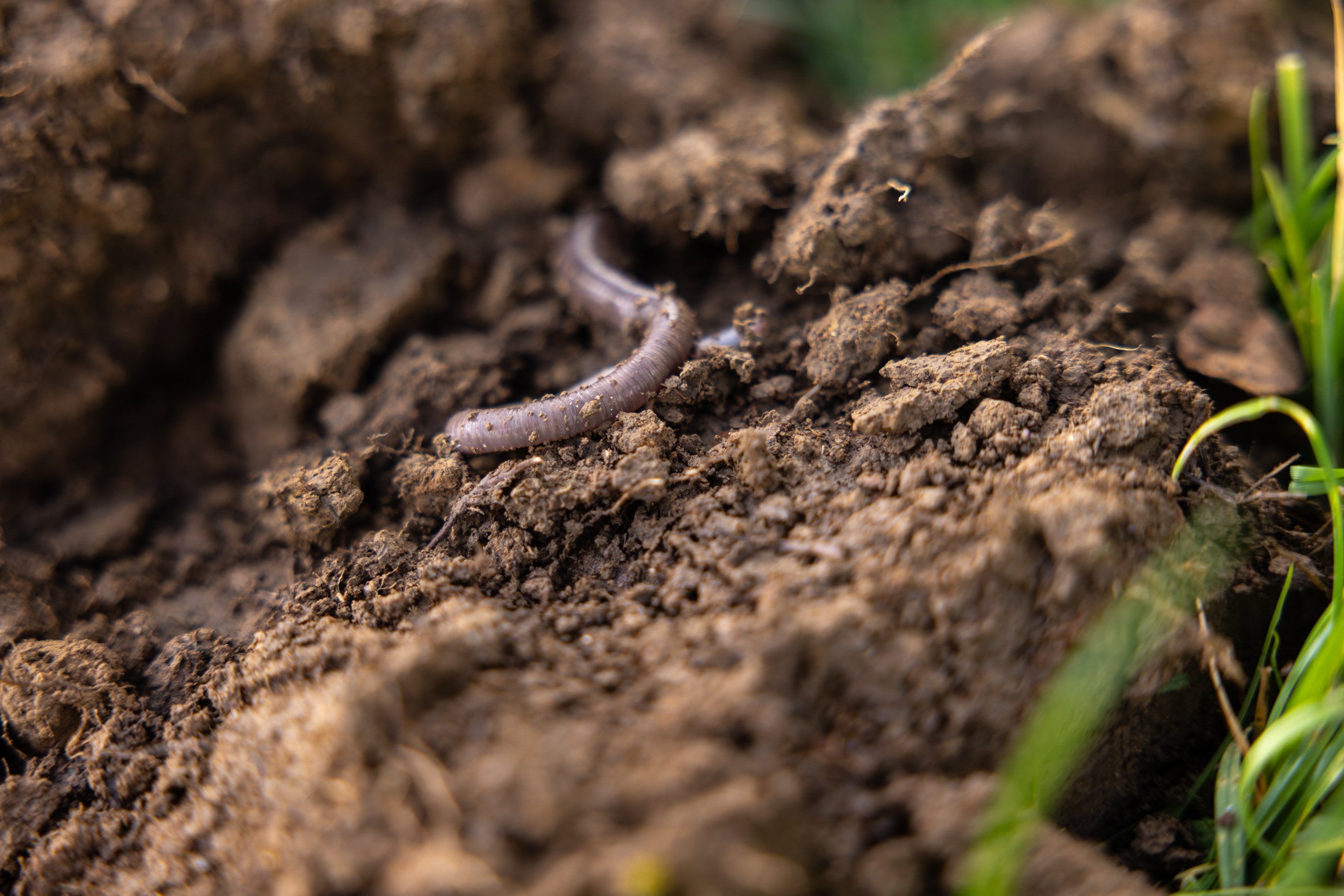 An image of worm in the soil.