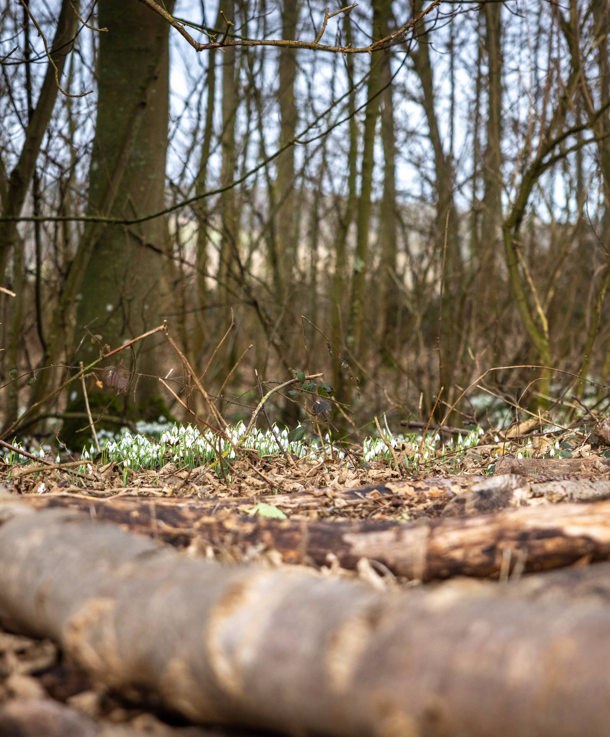Wooden logs on a forest floor with snowdrops and bare trees