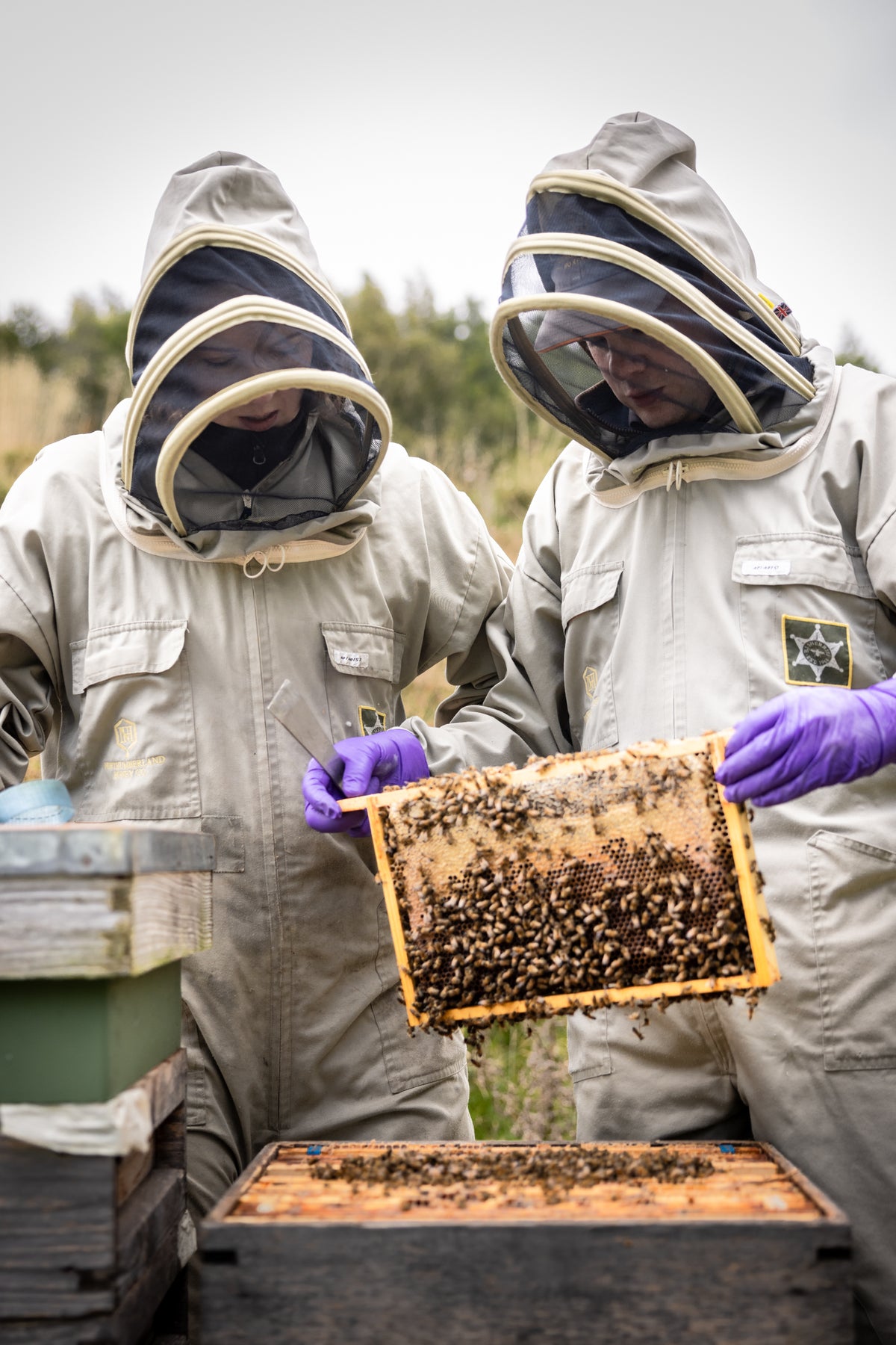 Two beekeepers in protective suits hold a honeycomb frame covered in bees over an apiary box.