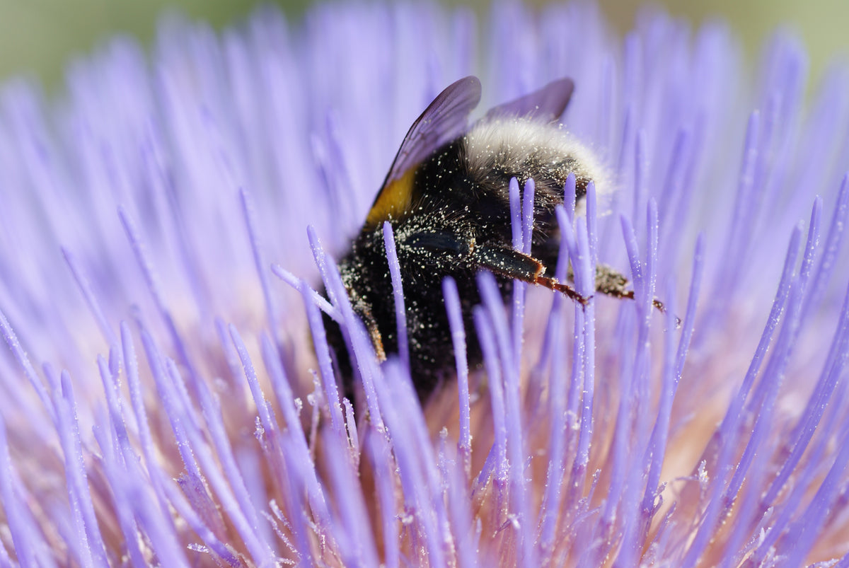 A close-up macro shot of a bumblebee crawling on the purple flower petals of a thistle.