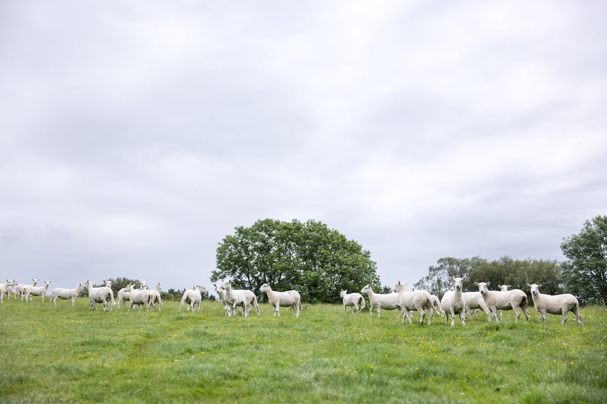 White sheep grazing in a green field under an overcast sky with trees in the background.