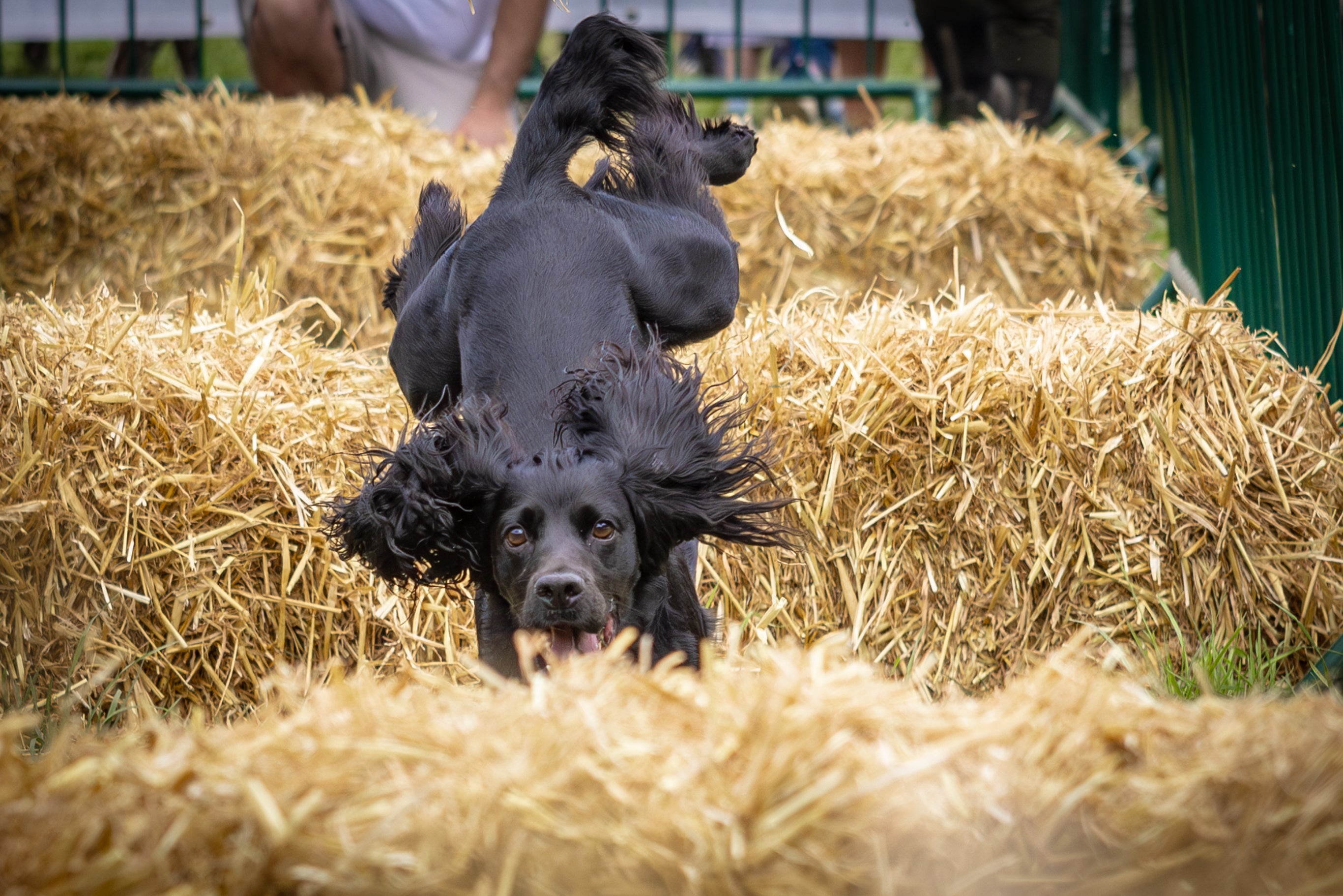 A black cocker spaniel dog jumping over bales of hay