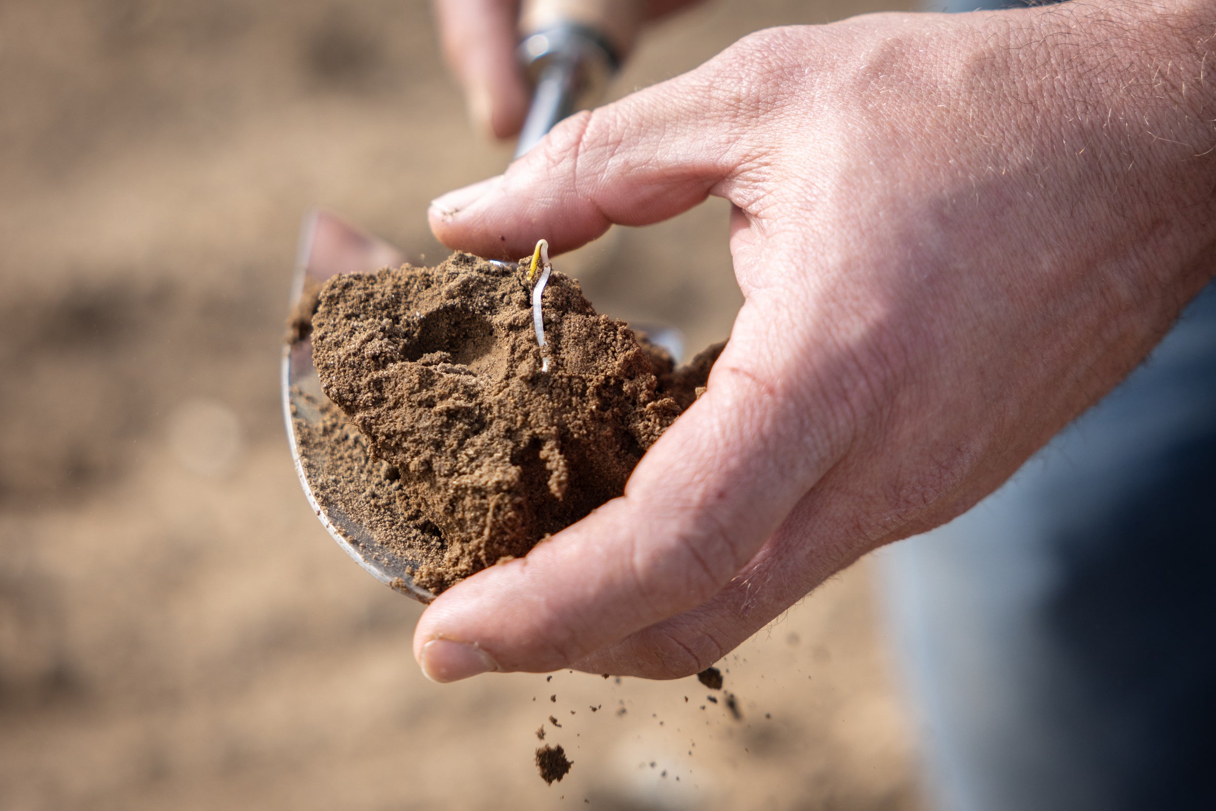 Soil sample on a spade.