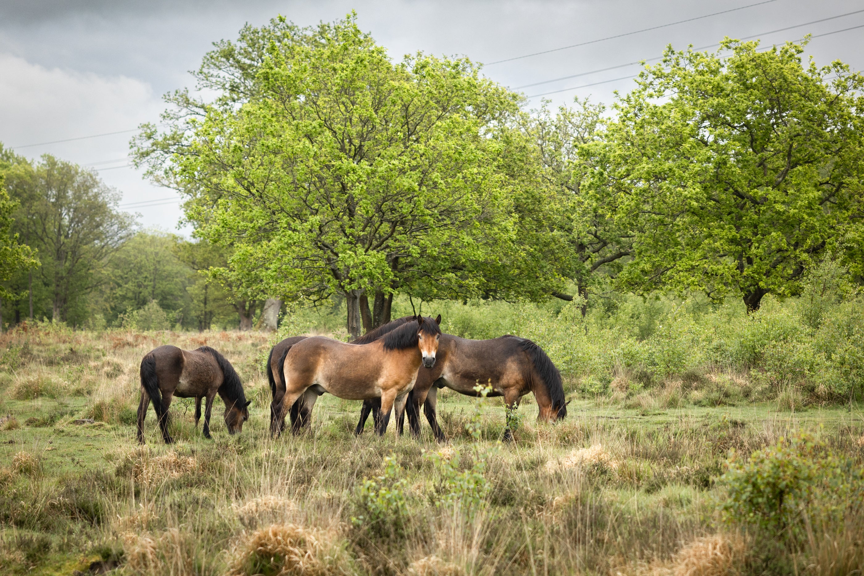 Four wild horses graze in a grassy field with green trees under a cloudy sky.