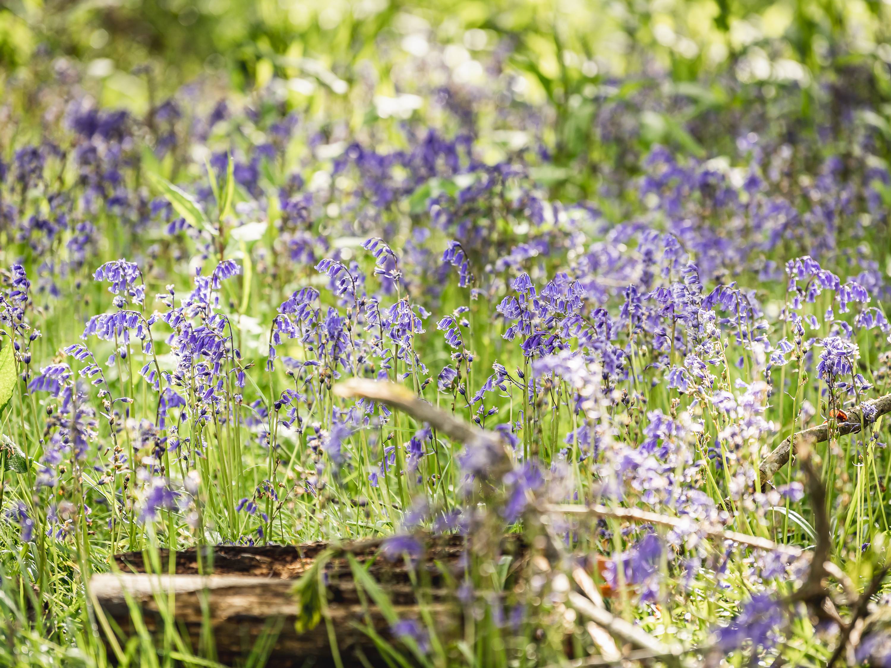 Image shows purple flowers in greenery.