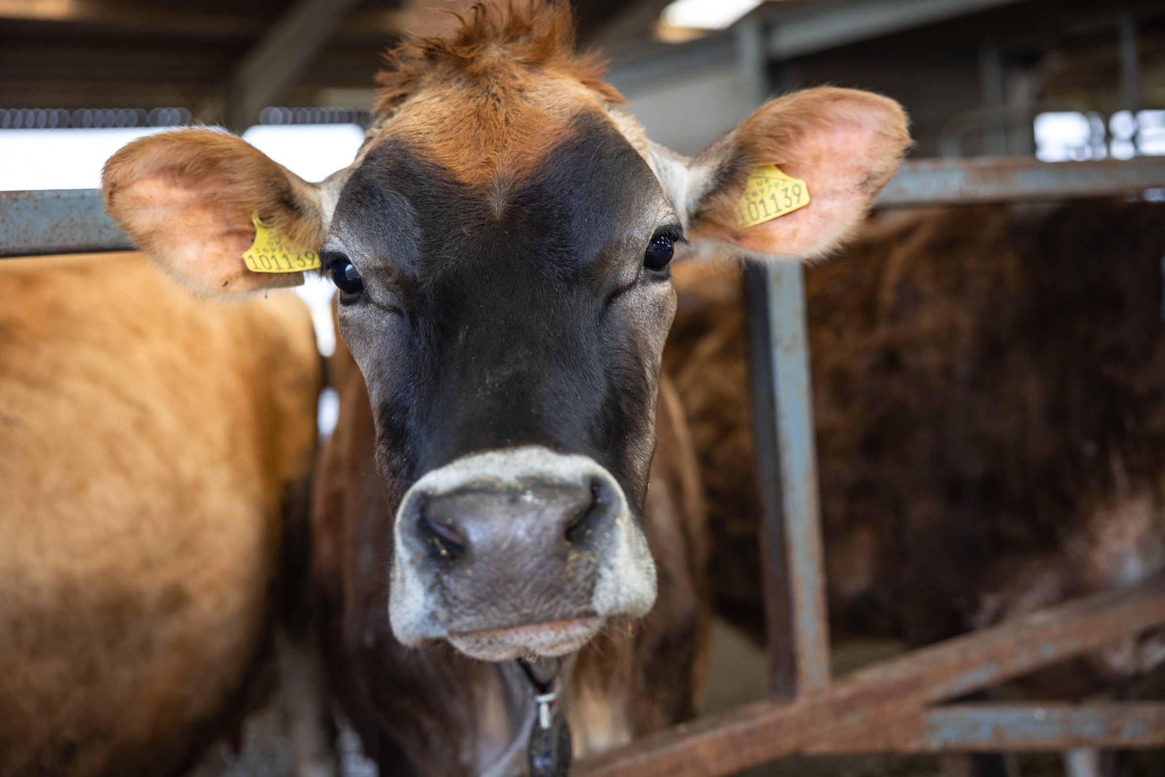 Close-up of a cow with a yellow ear tag in a barn setting