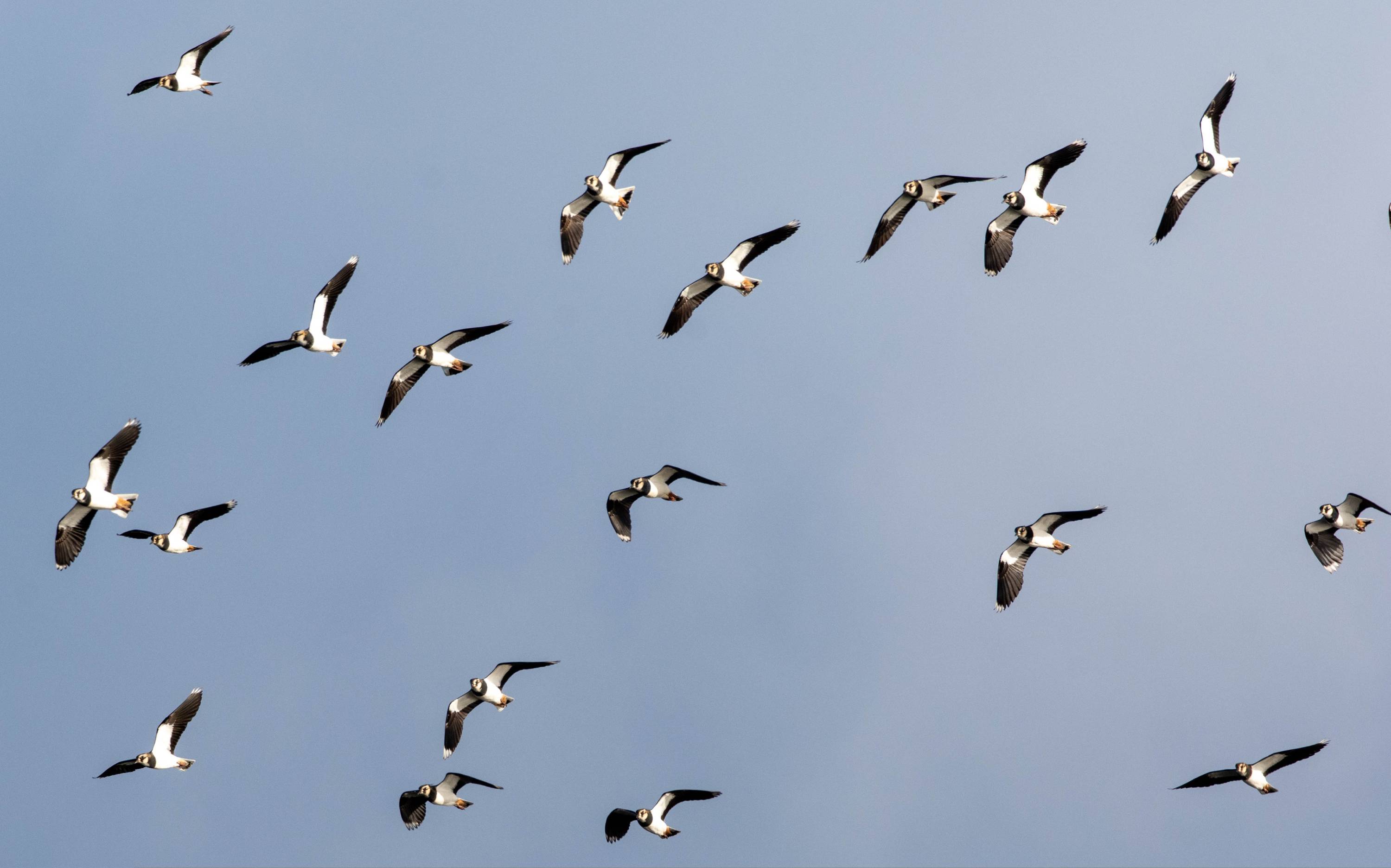 Flying lapwings.