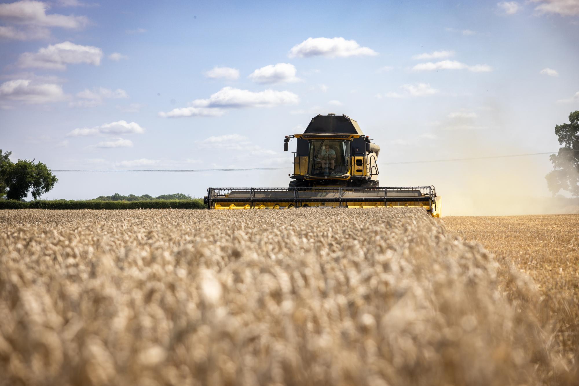 Harvester in a field of wheat under a clear blue sky.