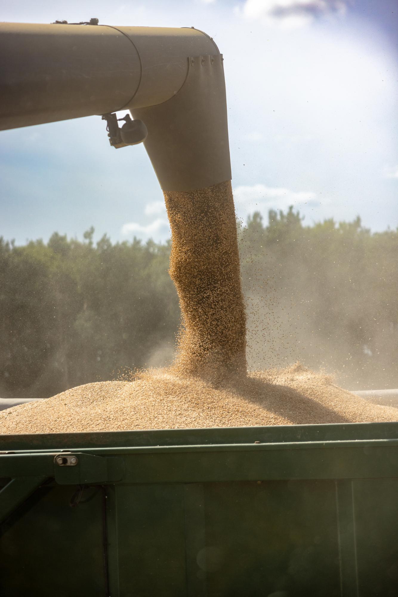 Harvesting process with grain being loaded into a truck
