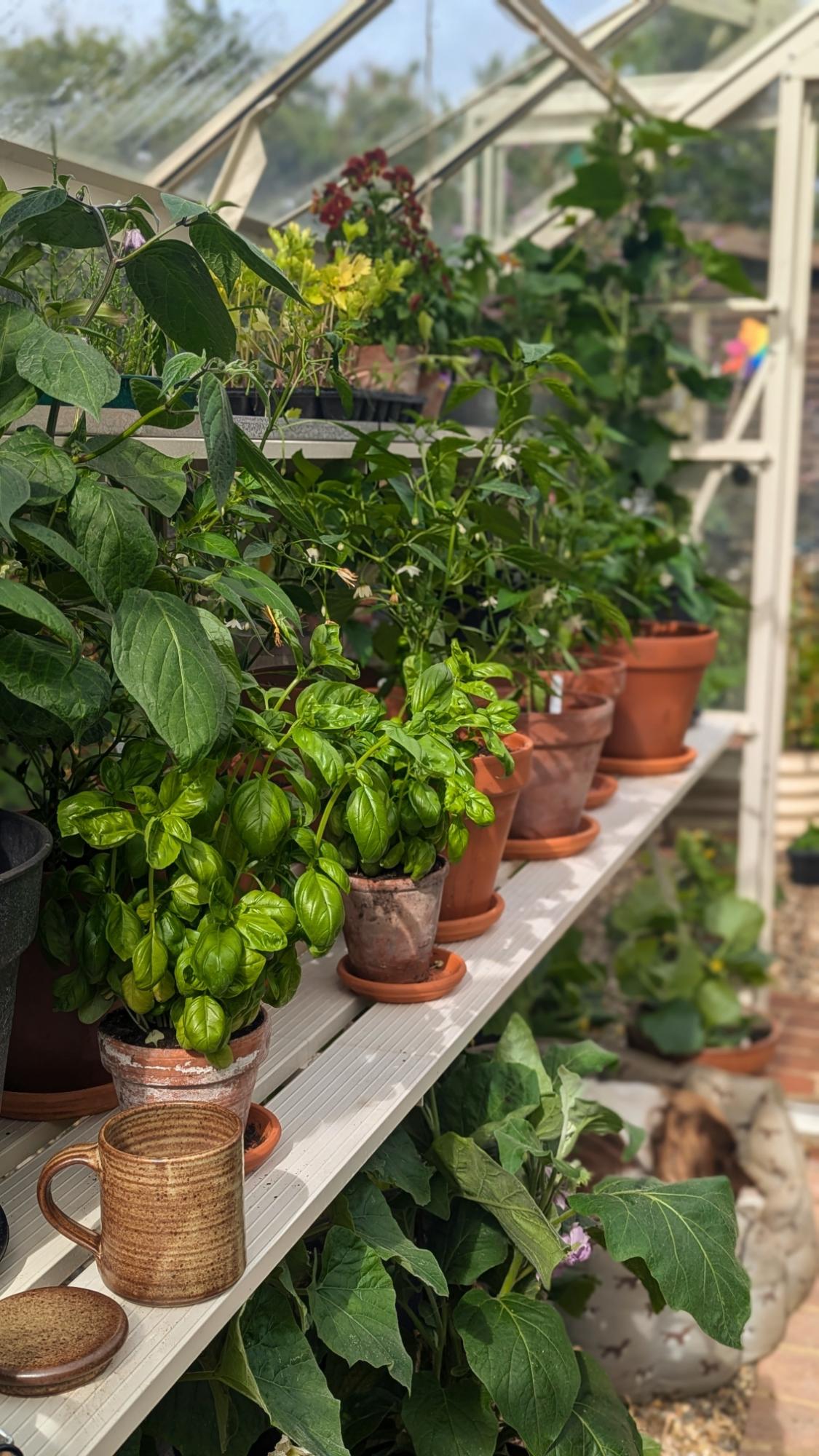 Shelving unit with potted plants in a greenhouse setting
