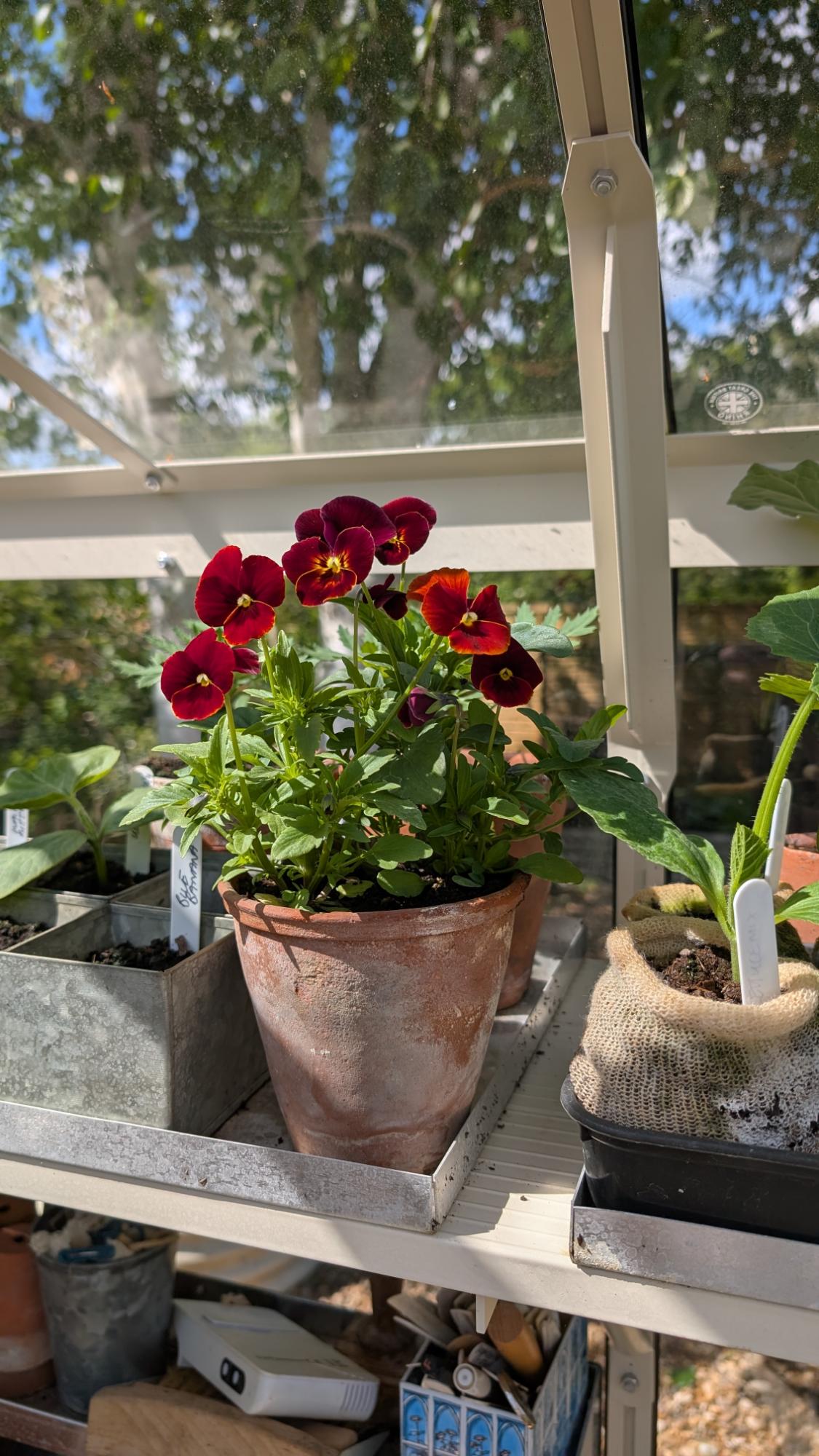 Potted plant with red and purple flowers on a greenhouse shelf