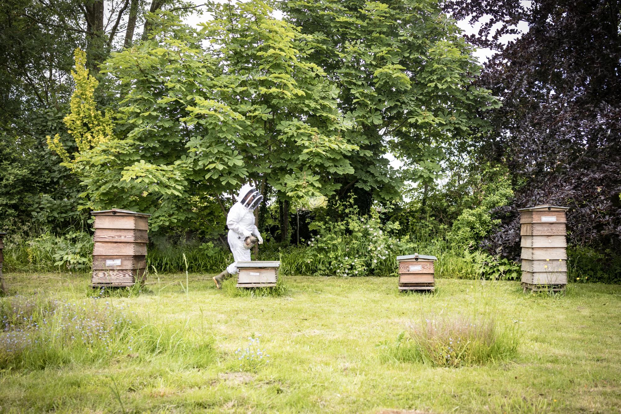 A beekeeper is tending to the hives.