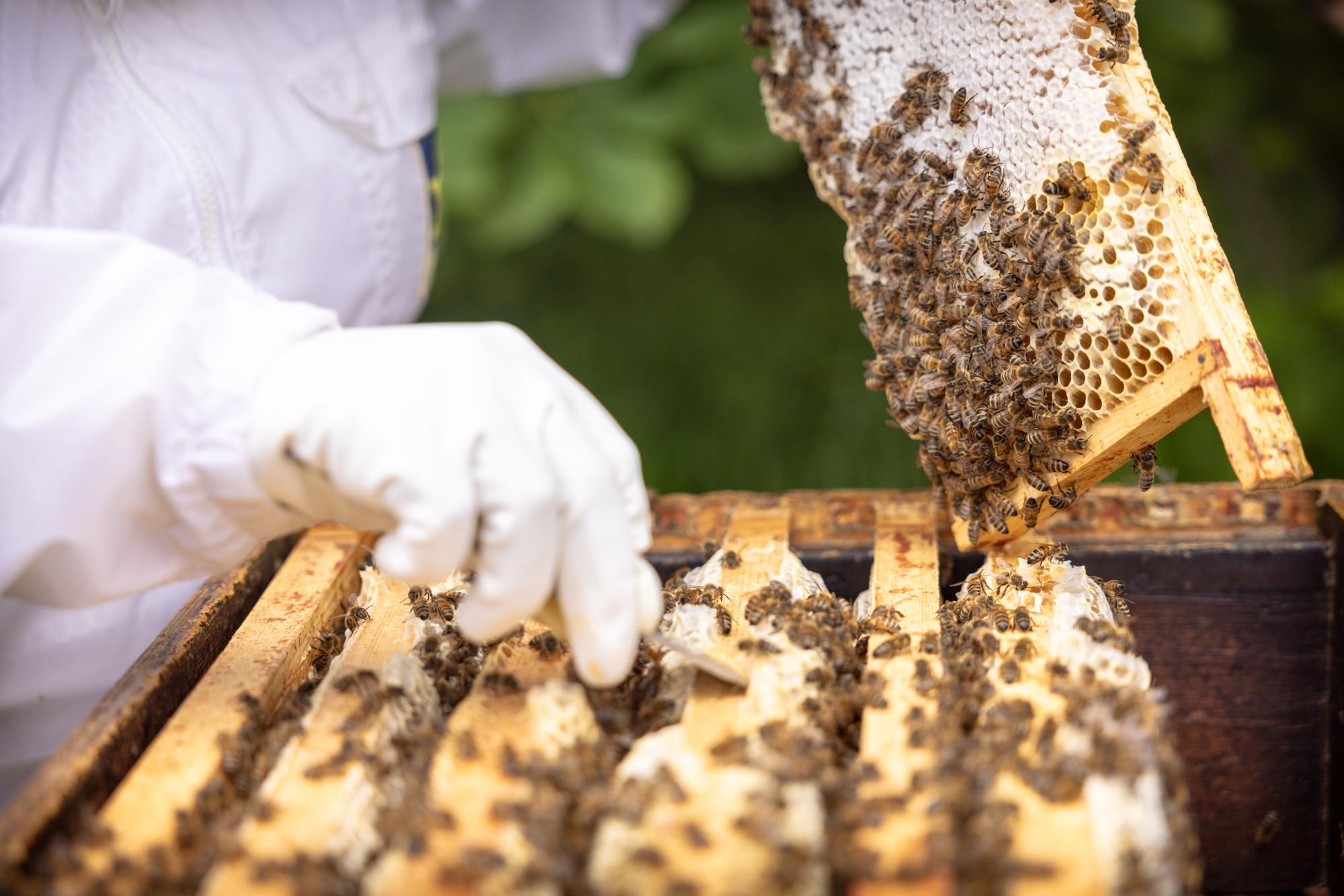 A beekeeper tends to the hives.