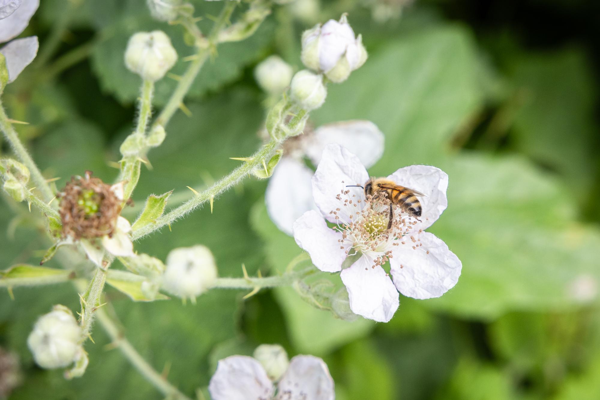 Close up image of a bee on a white flower.
