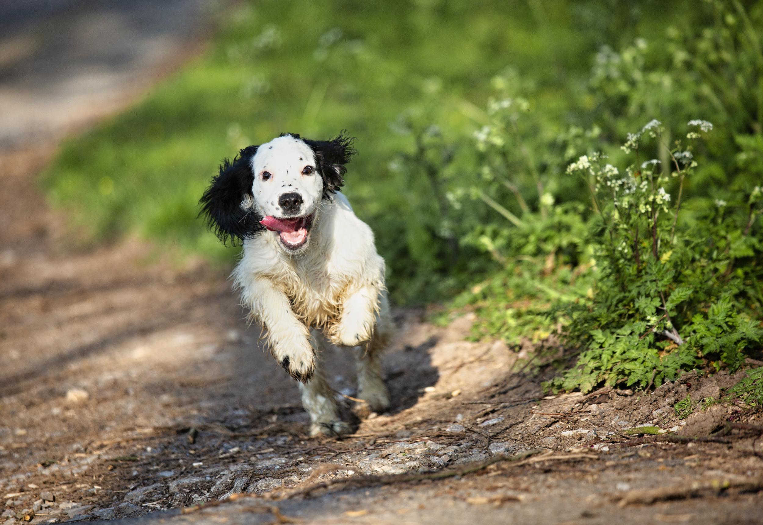 Dog running on a path with greenery in the background