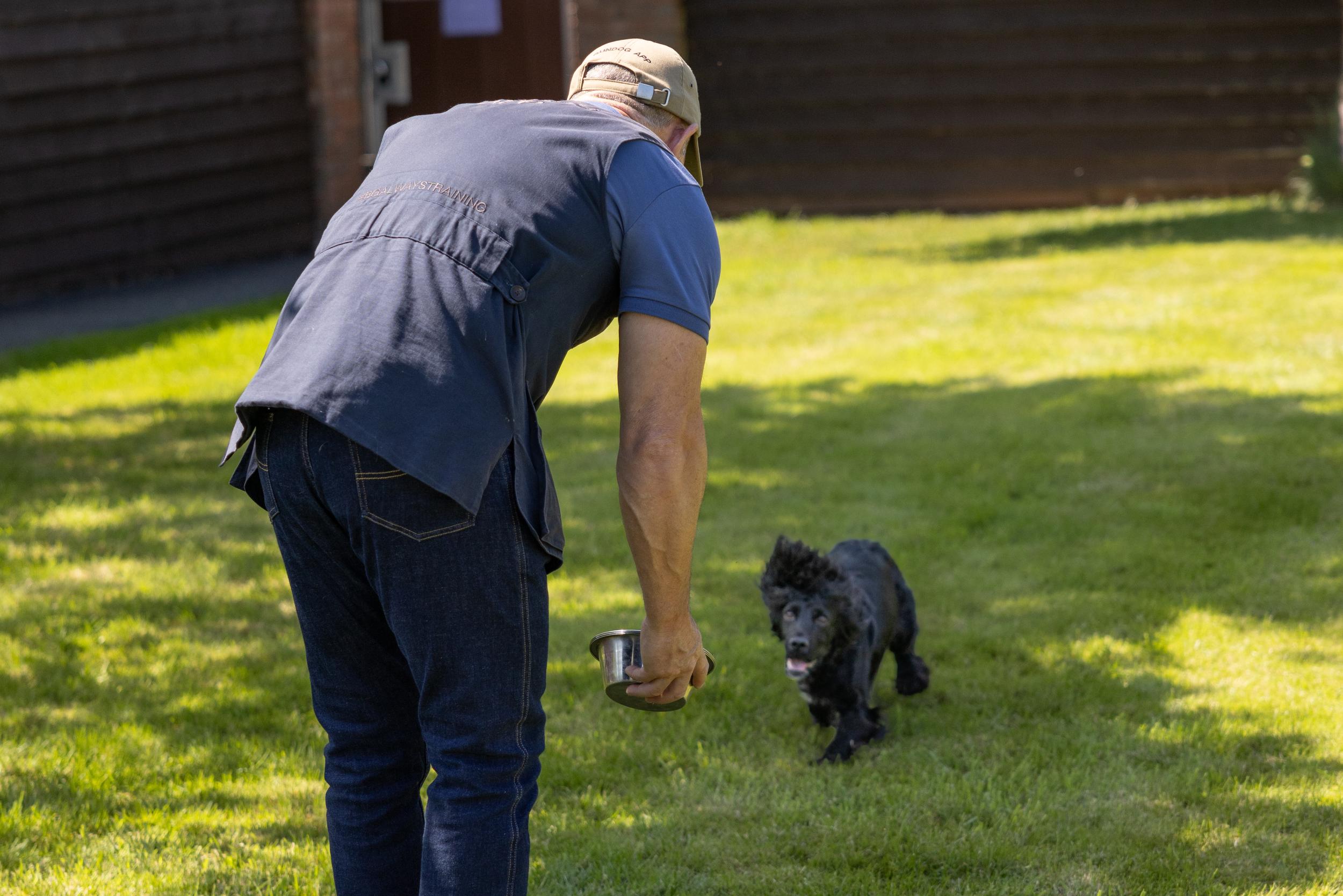 Person bending down to feed a small dog on a grassy area