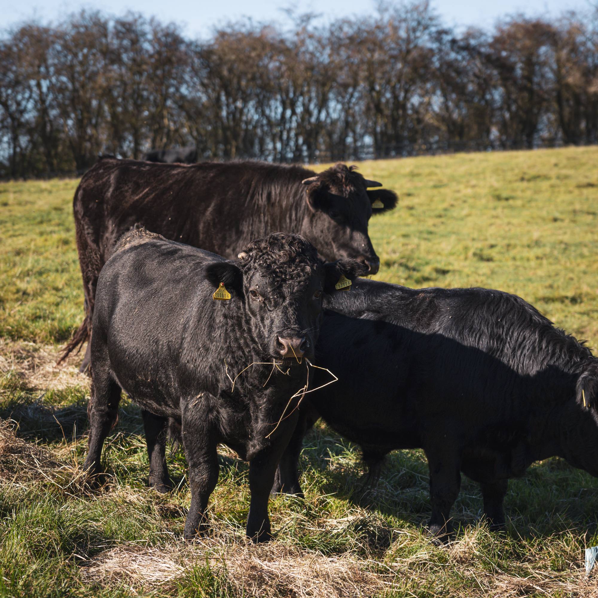 Dexter cows graze alongside Herdwick sheep on a family farm.