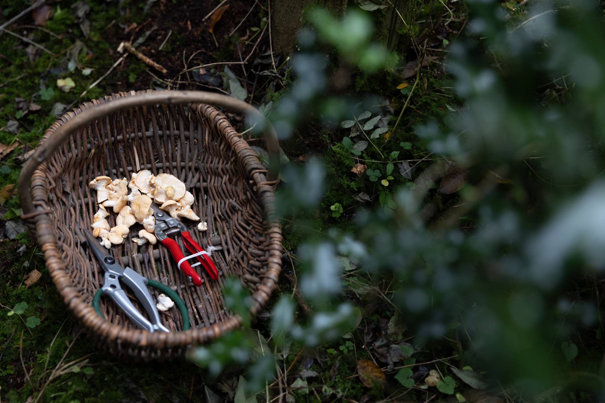 Foraged ingredients in a wicker basket.